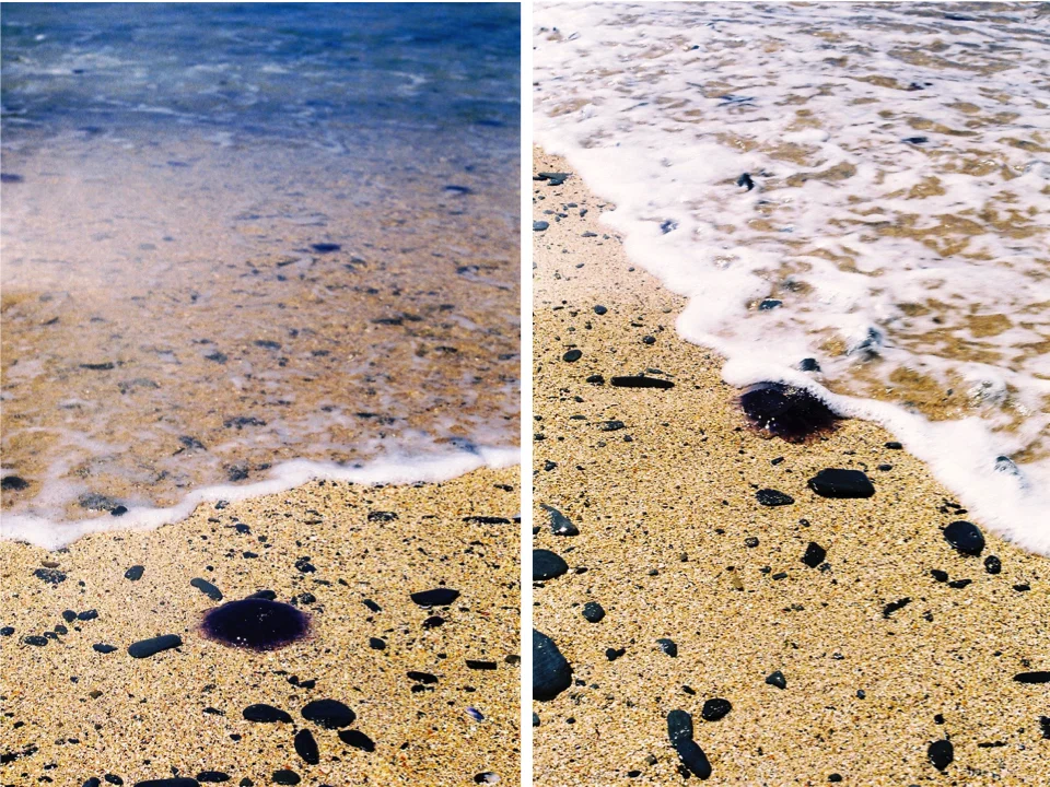 jellyfishes.jpg