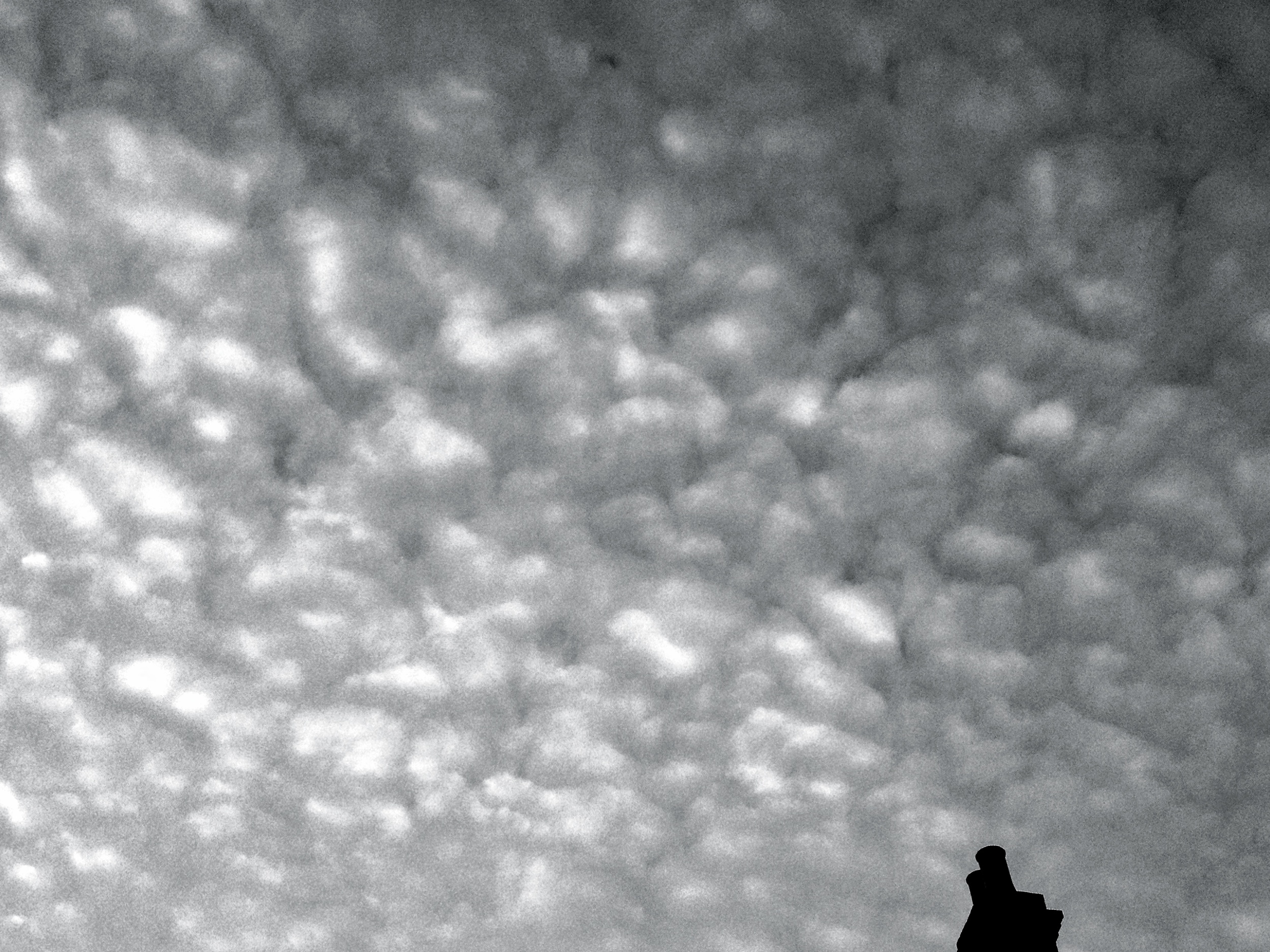   cotton , hampshire, 2013 © 