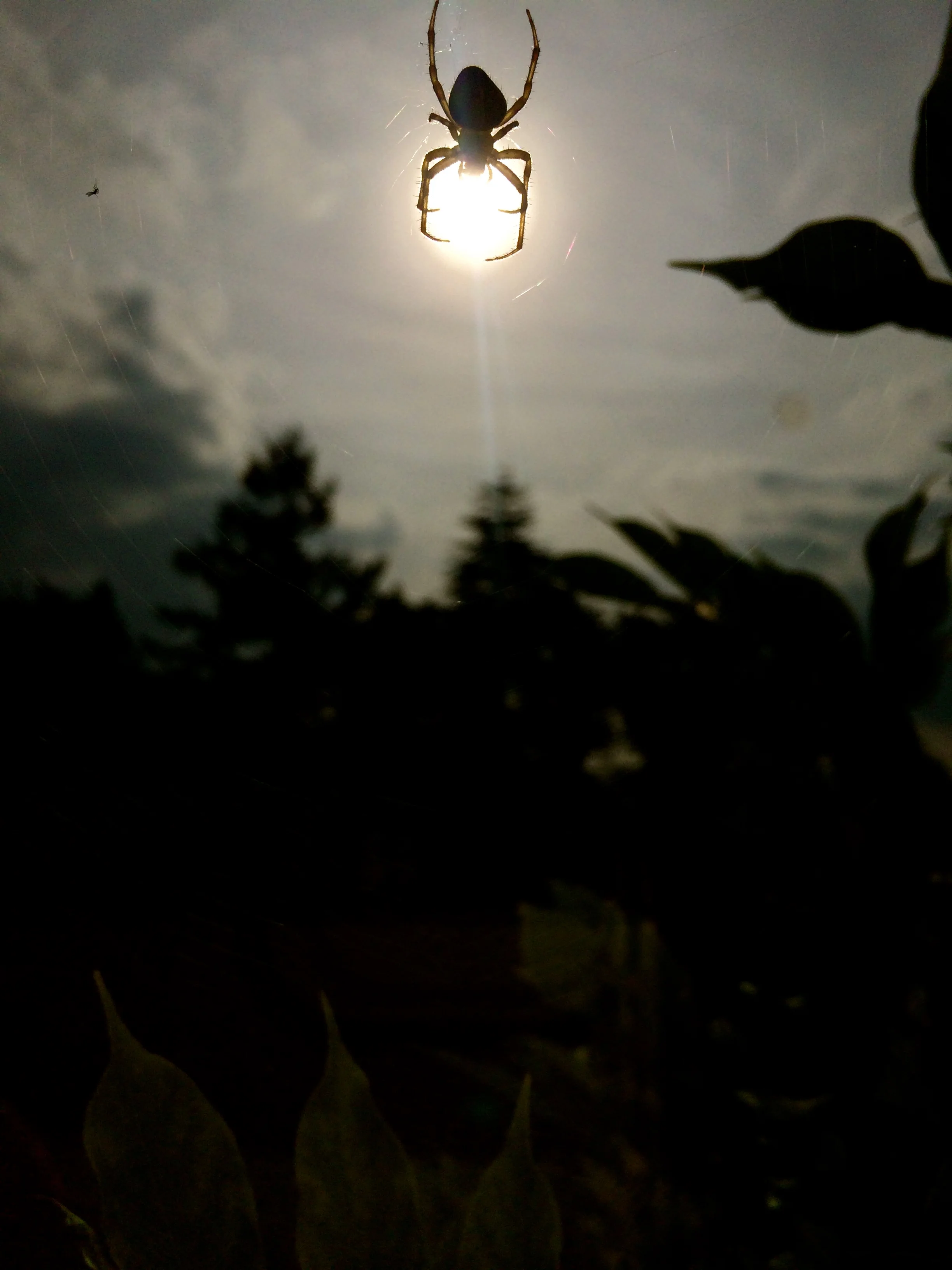   spider , hampshire, 2014 © 