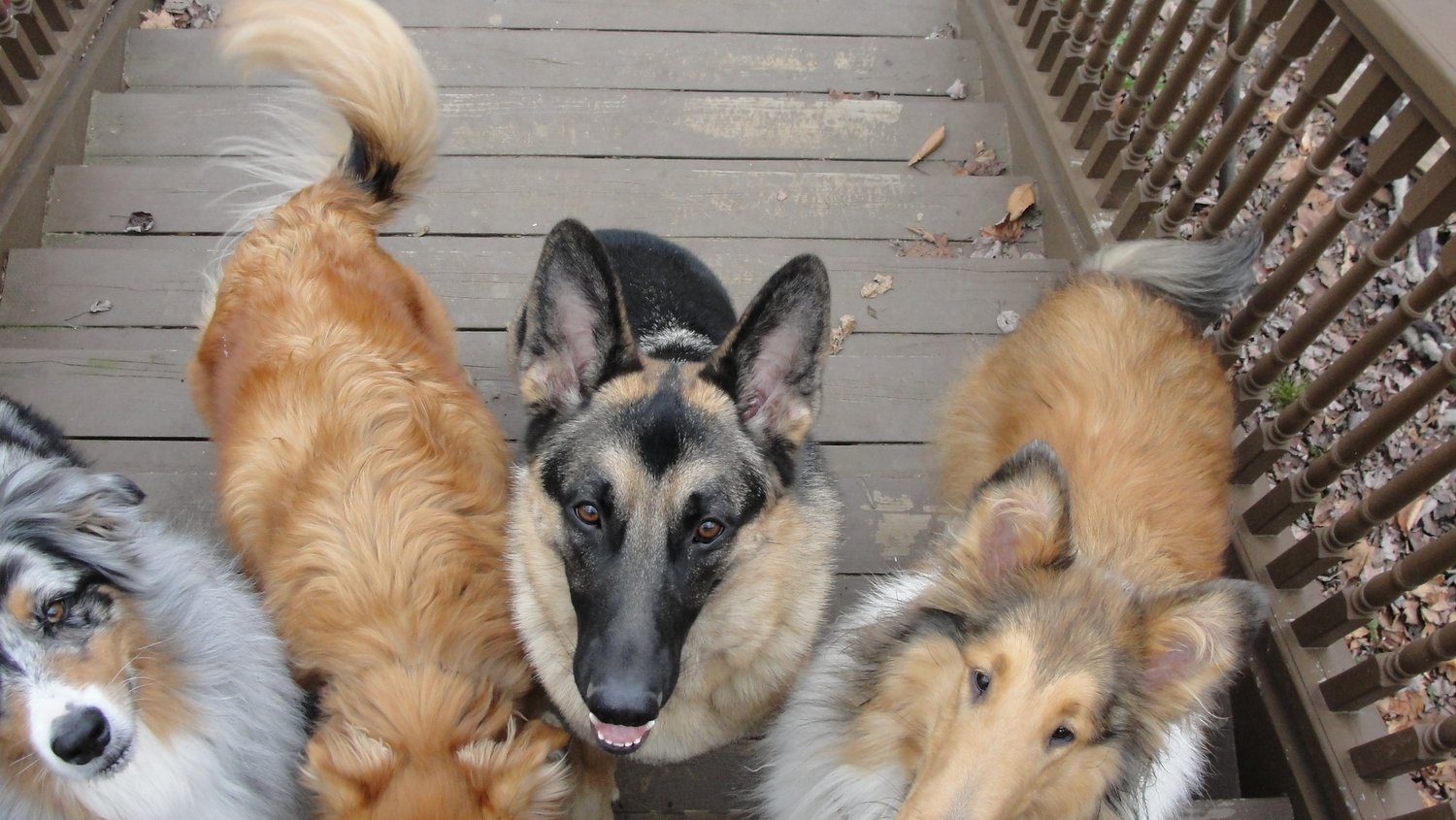 Été mignon 3D chien berger allemand motif t-shirts hommes Fitness Sport à  manches courtes hauts t-shirt Animal acheter à prix bas — livraison  gratuite, avis réels avec des photos — Joom, image size:1500x845