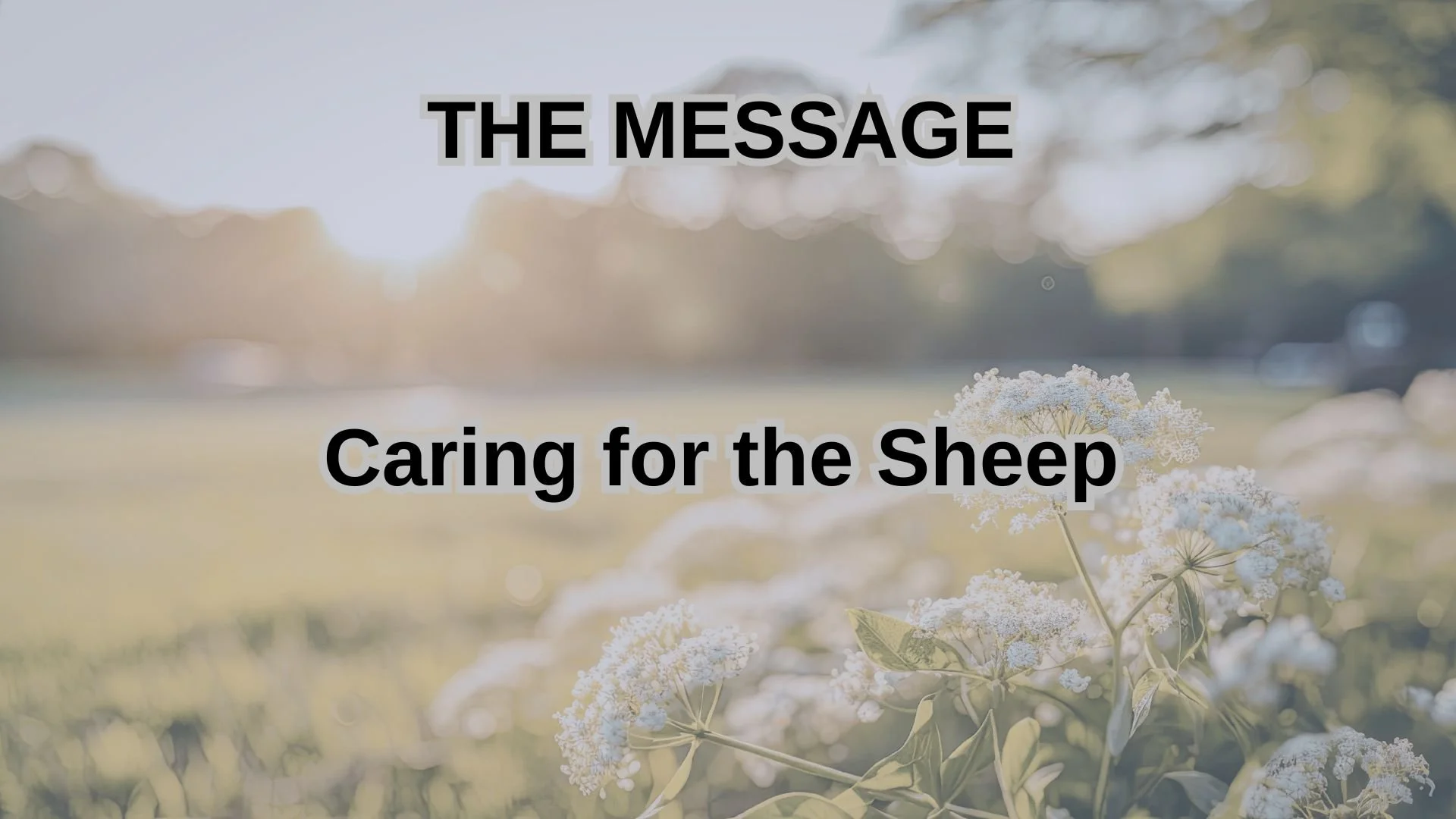 Caring for the Sheep