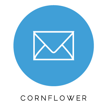 Cornflower.jpg