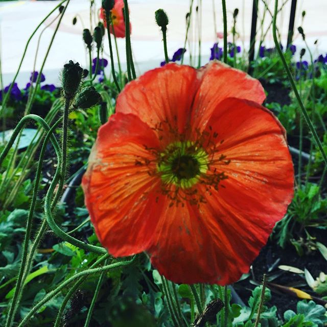 Common poppy on campus