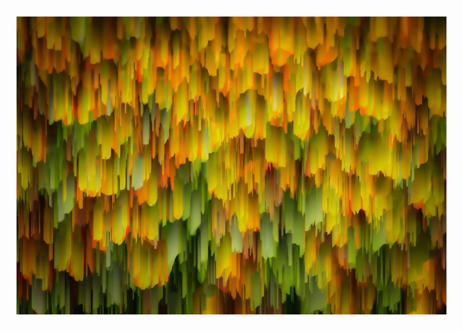 Echinacea Coneflower.