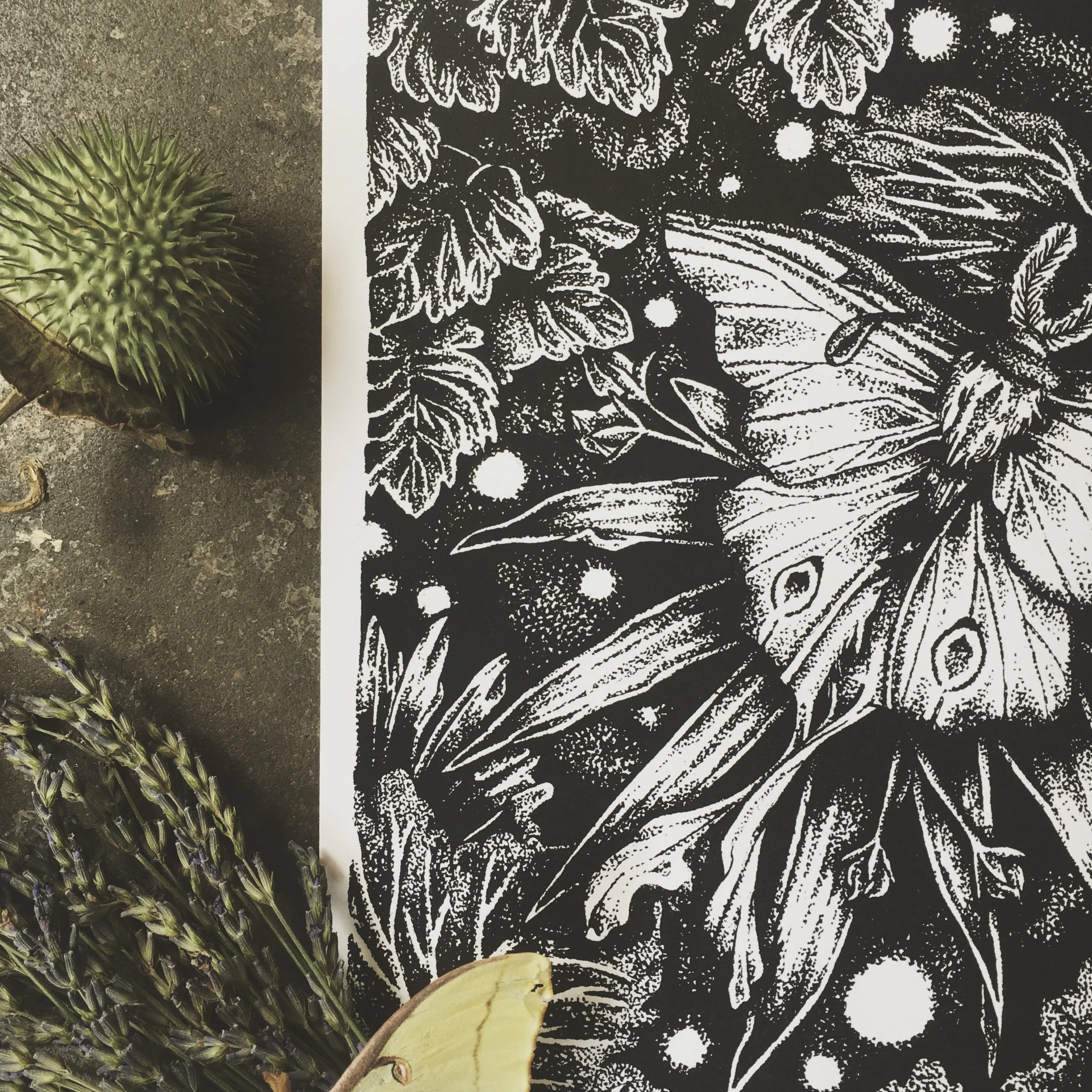 Luna Moth &amp; Datura Ink Drawing
