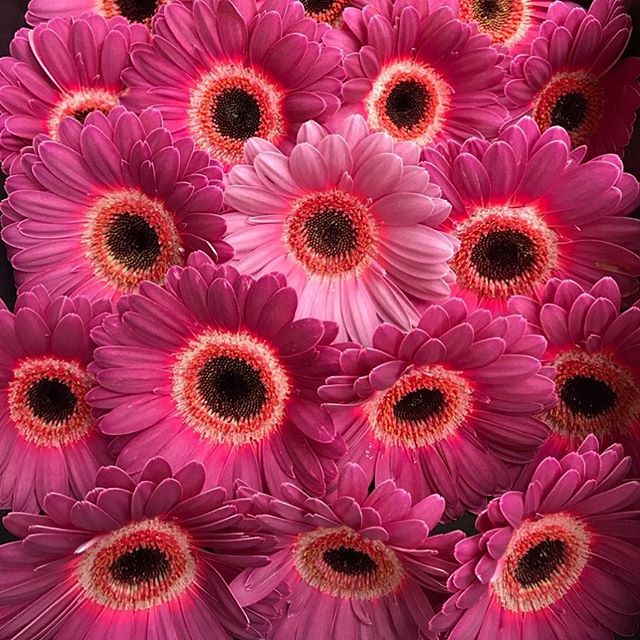 Making friends in the Flower District. #gerbera #flowerlife