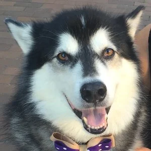 Generic triathlon husky.jpg