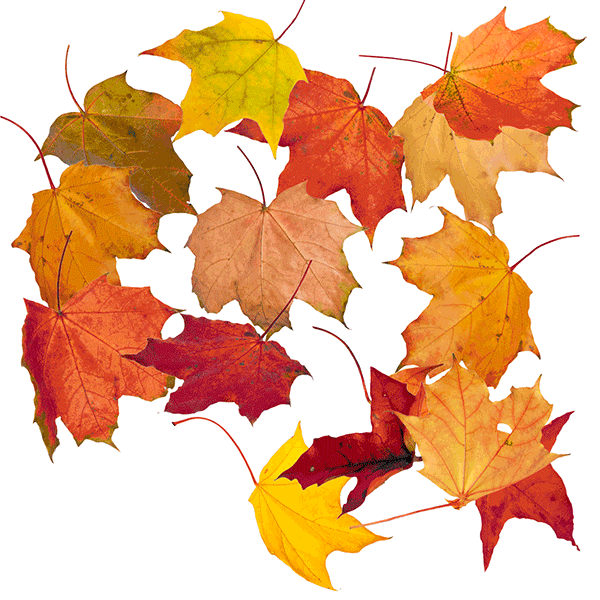 CL_DIG_FALL_SocialMedia_anim_withType_600.gif