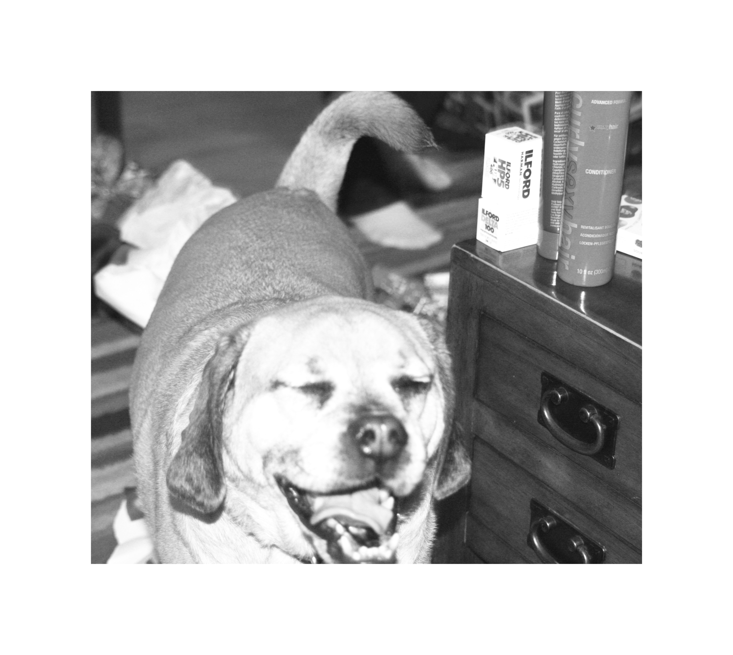 Knuckles 2008