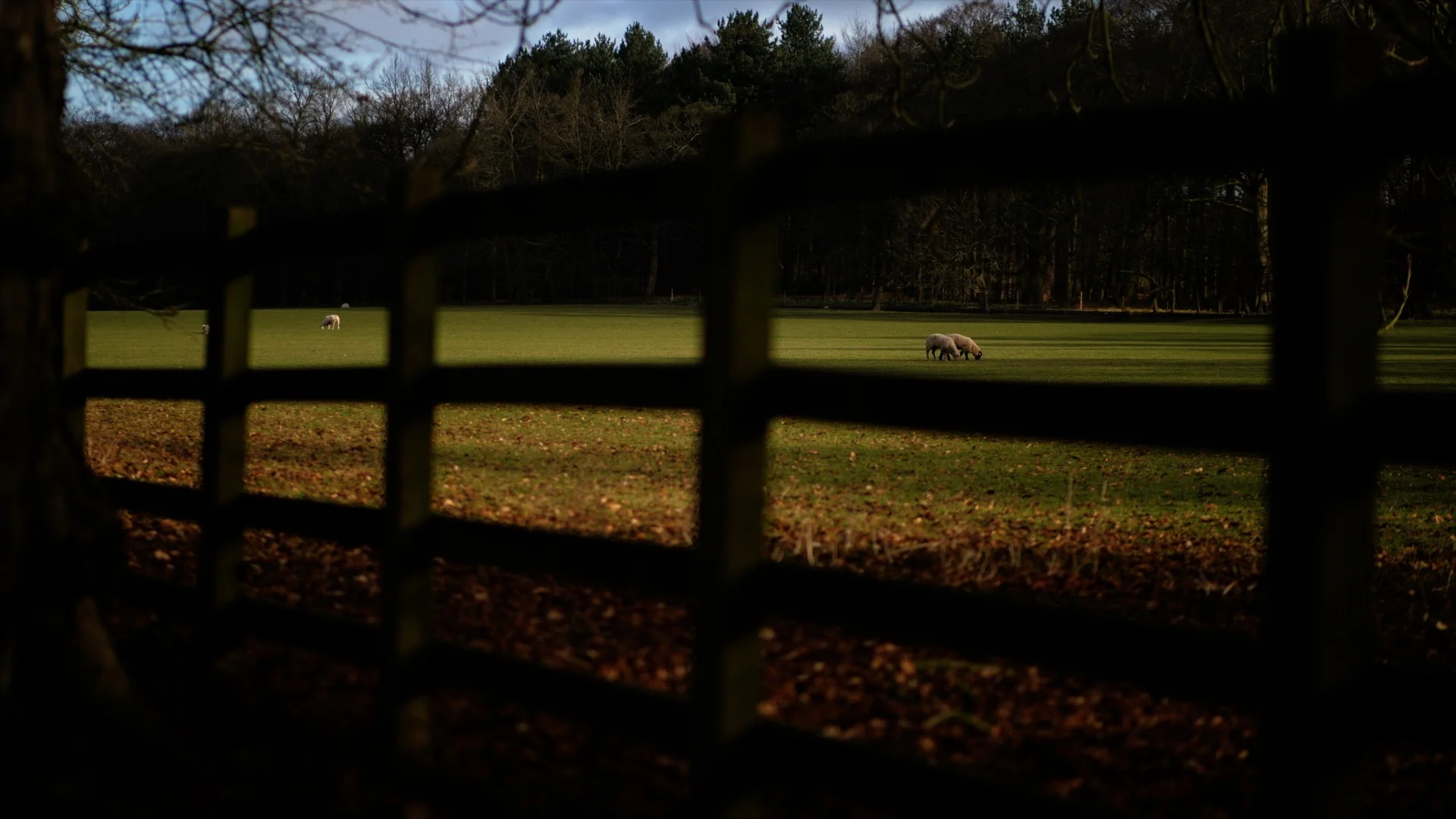 Two sheep eat grass in a field at Knowsley Hall, Prescot. The sheep are under the sun, and the picture is framed using the fence in the foreground.