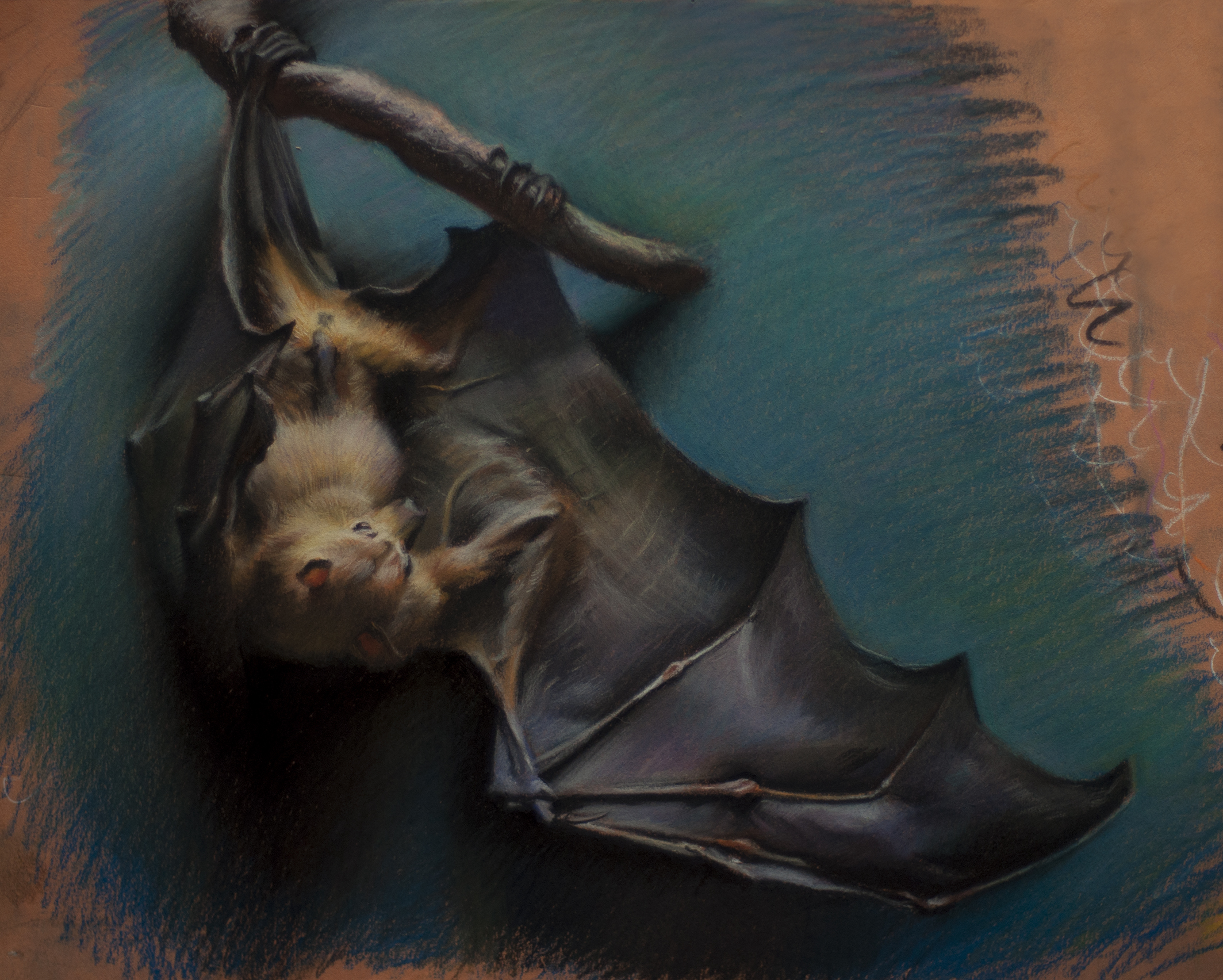 “Flying Fox” 12x16" pastel completed at the Field Museum Chicago 