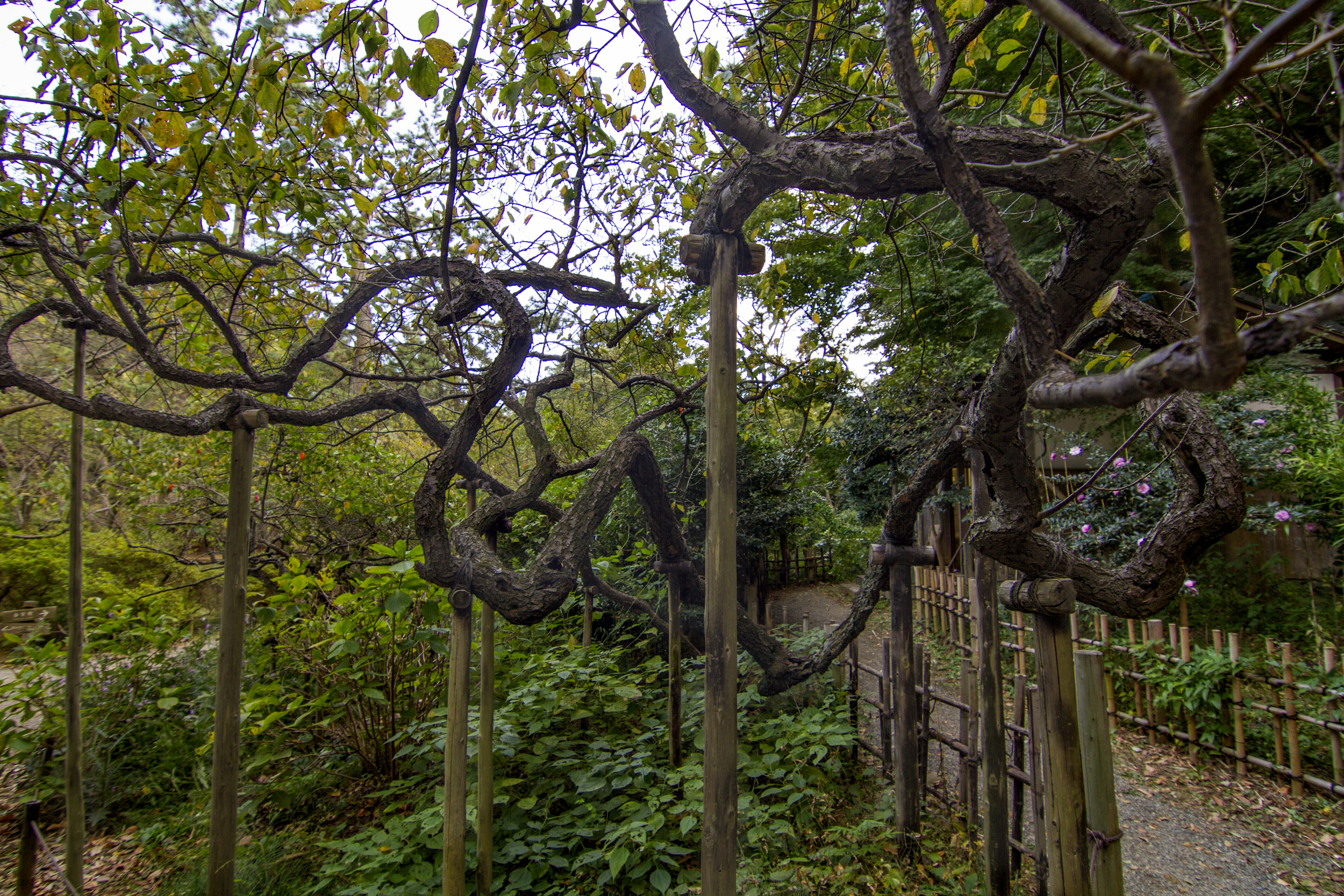 Check out these bonsai looking trees being held up by wood posts!