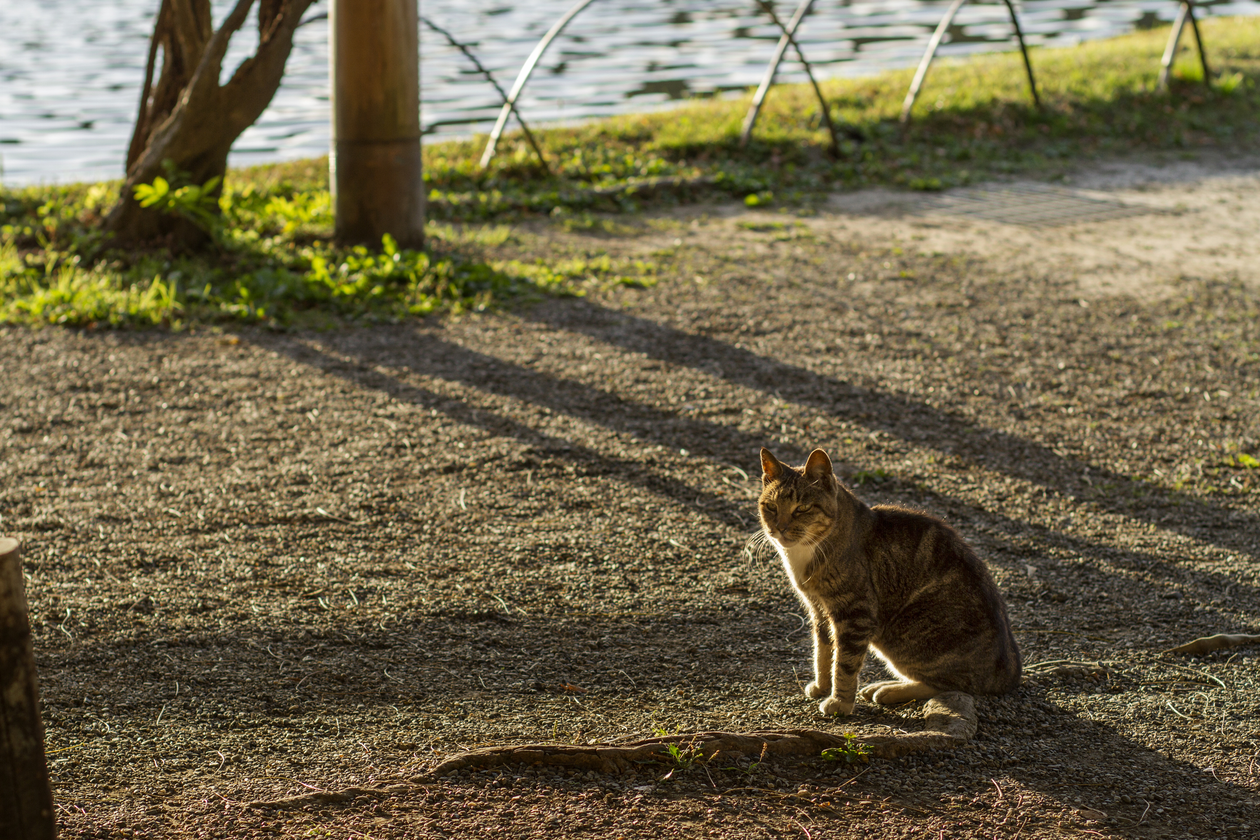 I noticed that there were a ton of cats just wandering around the whole garden and I also saw quite a few in the city as well.