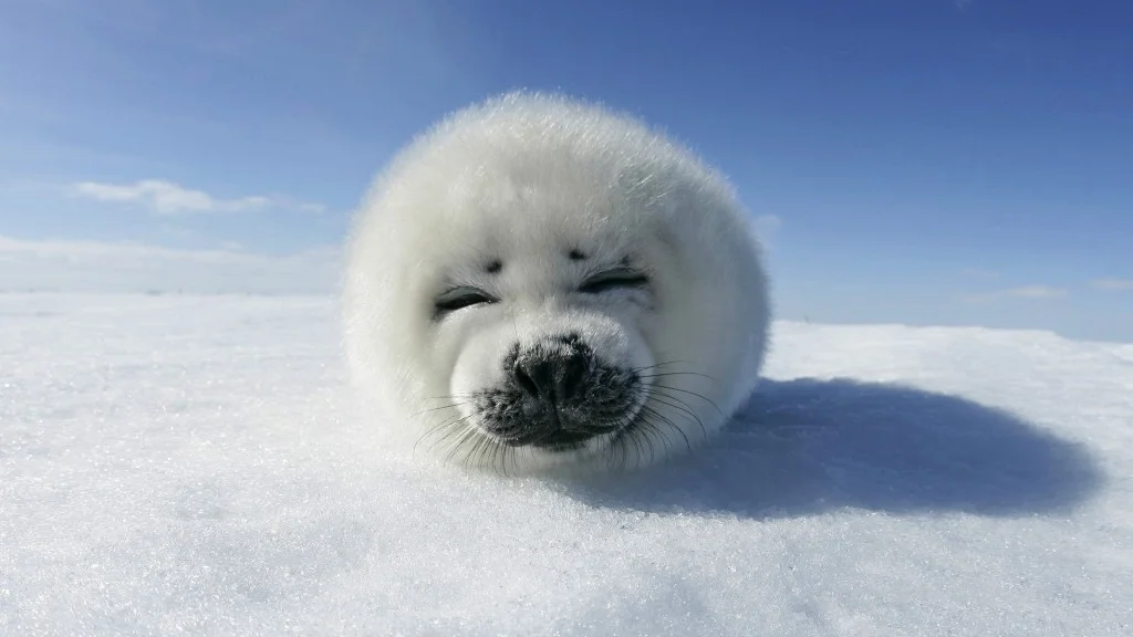 harp-seal-desktop-wallpaper-in-high-resolution-wide-free-1024x576.jpg