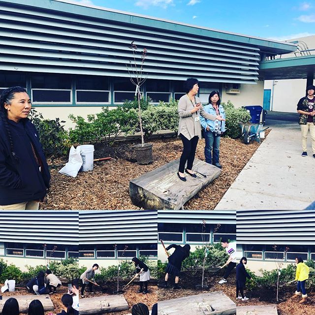 Today the students from Kitakami helped plant three new Sakura trees at Castro Valley High School!