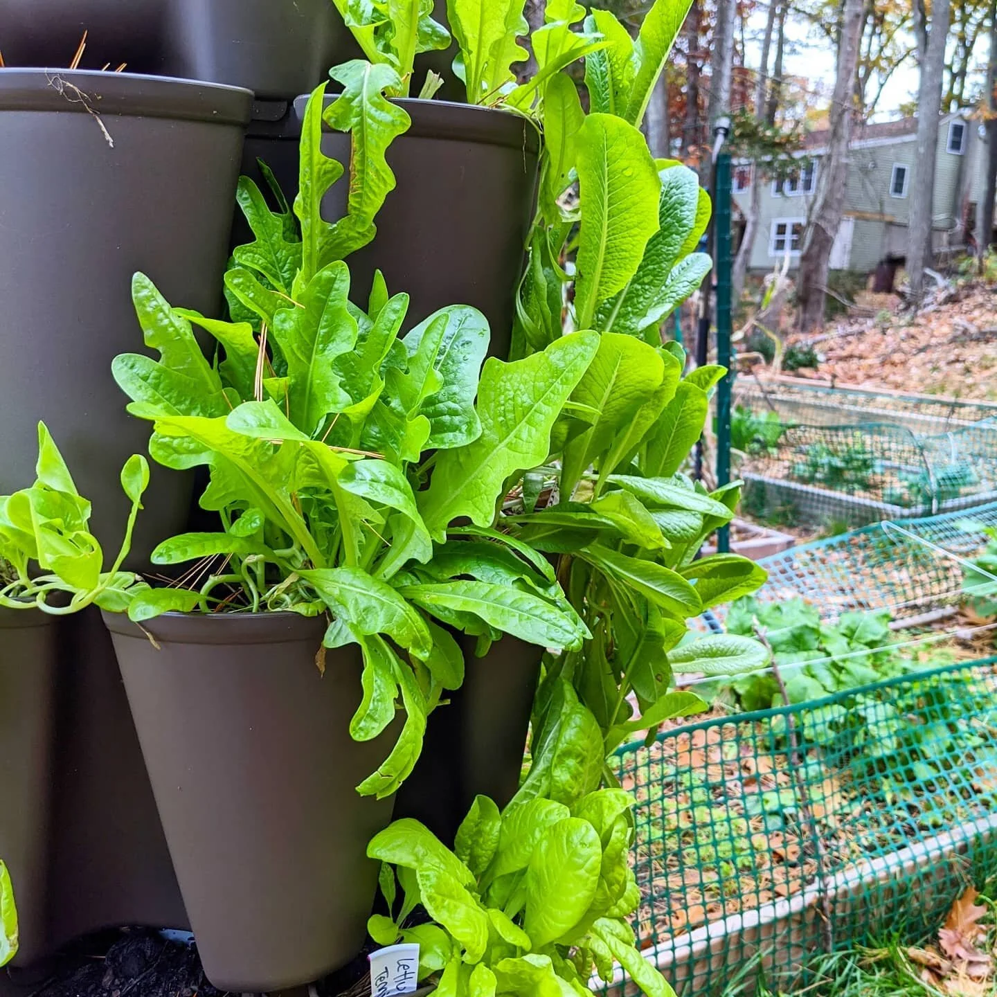 Fall/over winter gardening. Lettuce, broccoli, bok choy, carrots, parsnips, beets and other frost hardy veggies. We'll see how it goes. 
.
.
.
#gardening #fallgarden