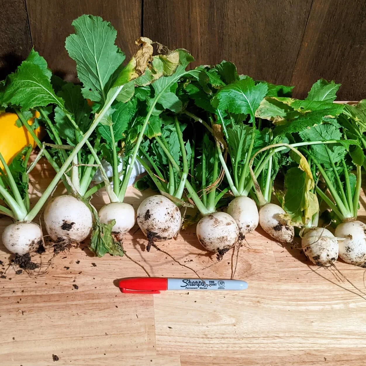 Harvest before the snow. Turnips, lettuce, spinach, oregano, parsley, and rosemary.
.
.
.
#gardening #garden #herbs #rootvegetables #turnip #fallgarden