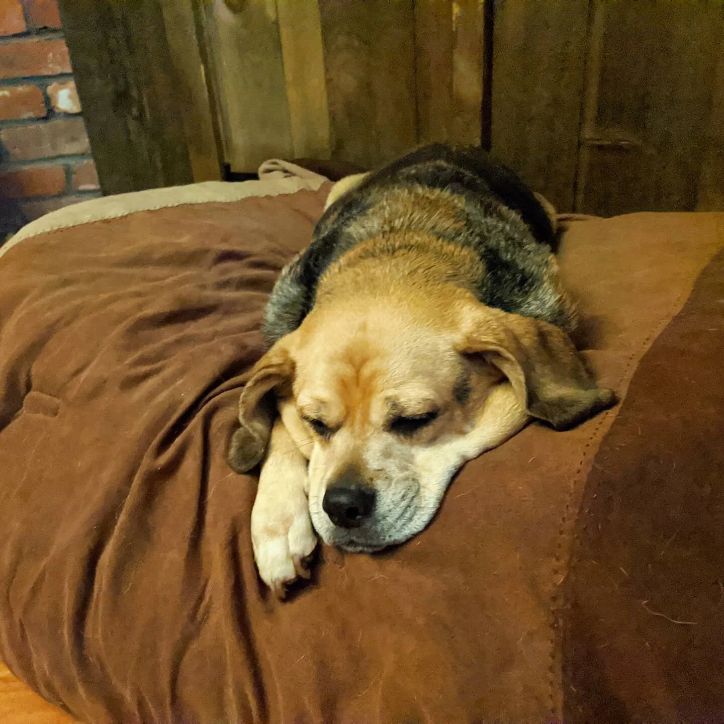 Happy doggo day! 
.
.
.
#nationaldogday