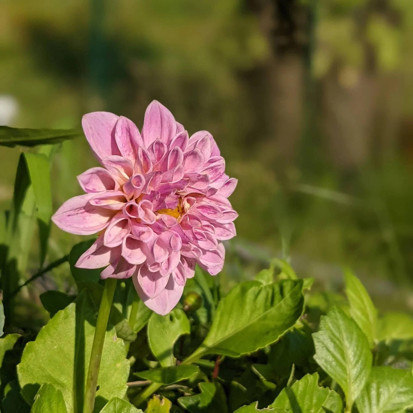 A garden flower opened today and it was beautiful.
.
.
.
#flowers #garden #nofilter