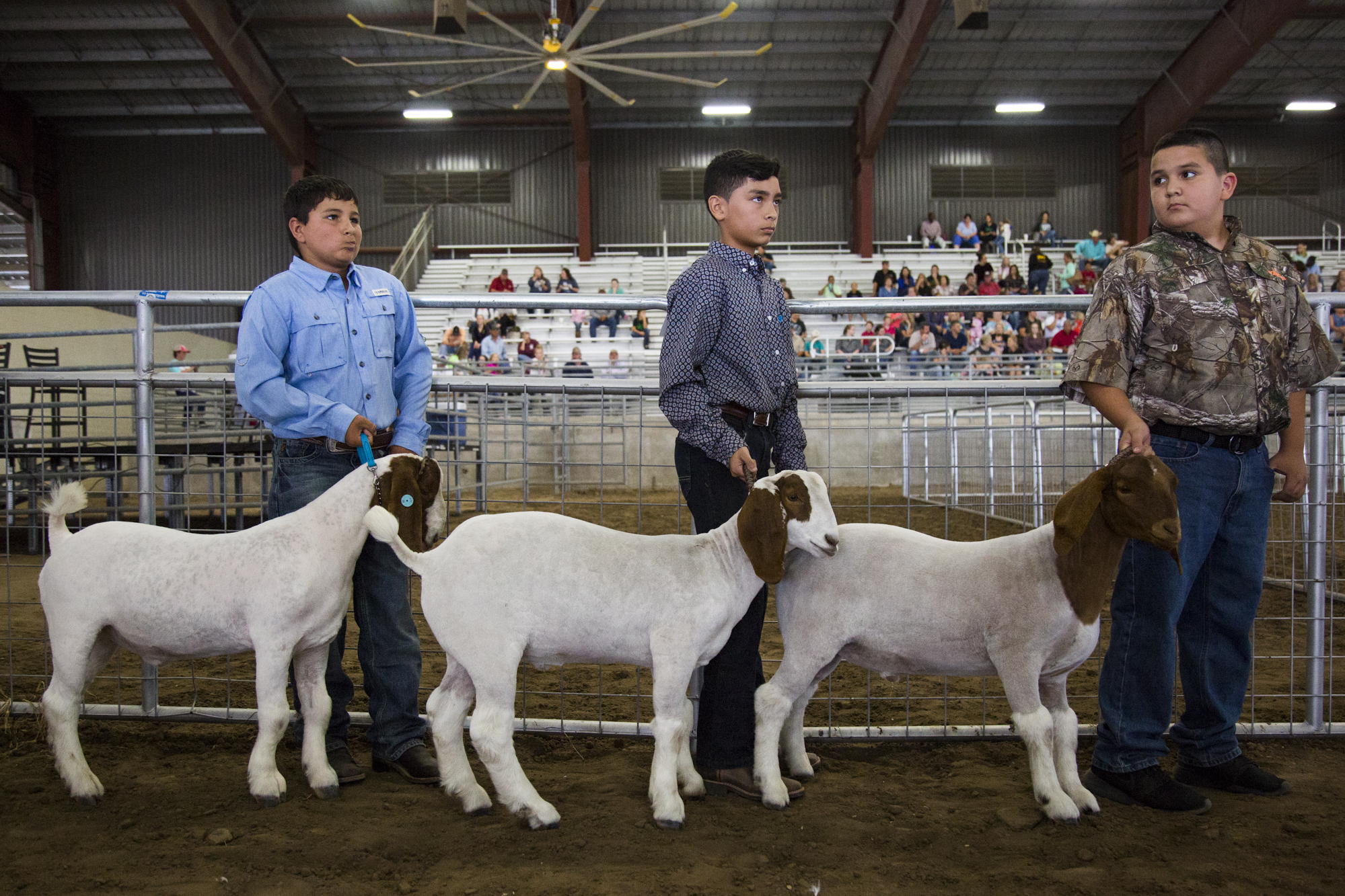 From left to right, Four-H members Landon Miller, Jaden Gonzales and Joshua Carrasco line up outside of the arena for goat showing at the Jackson County Youth Fair in Edna, Texas on Oct. 11, 2017.