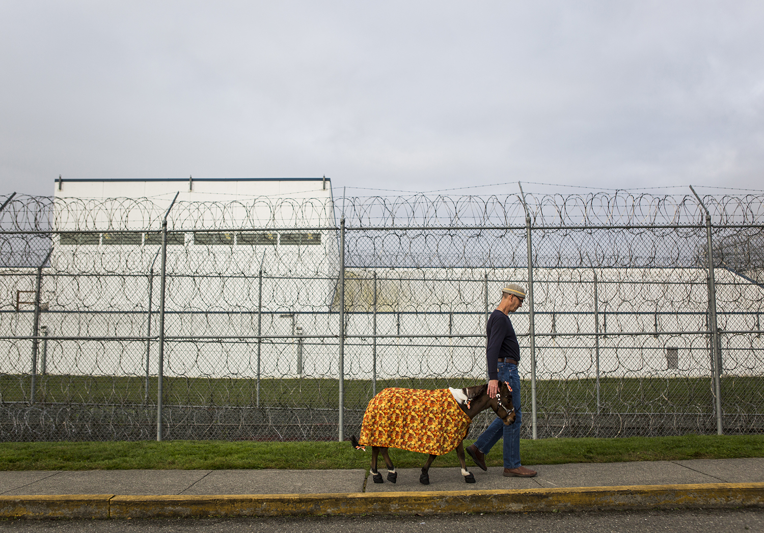  Triple B Foundation for Pet Therapy president Brian Hohstadt walks Streaker, the miniature pony, to the entrance of the Special Offenders Unit where he makes monthly visits to the inmates in the Monroe Correctional Complex on Tuesday, Oct. 30, 2018 