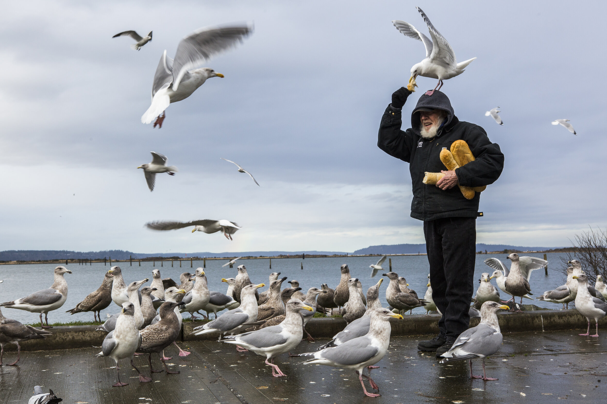  Patrick Cooper, 76, goes to the waterfront daily to see his friends. There’s Honey and Skidplate and dozens of other winged moochers. The birds swarm in for a handout from the man with the bushy white beard. 