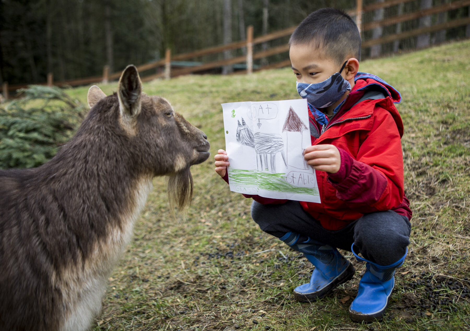  Riley Wong, 7, shows his pen pal, Smudge, the picture he drew of her during his time as a pen pal through the Pen Pals program at Pasado’s Safe Haven for animals in Sultan, Washington. The animals at Pasado’s Safe Haven have received more than 1,000