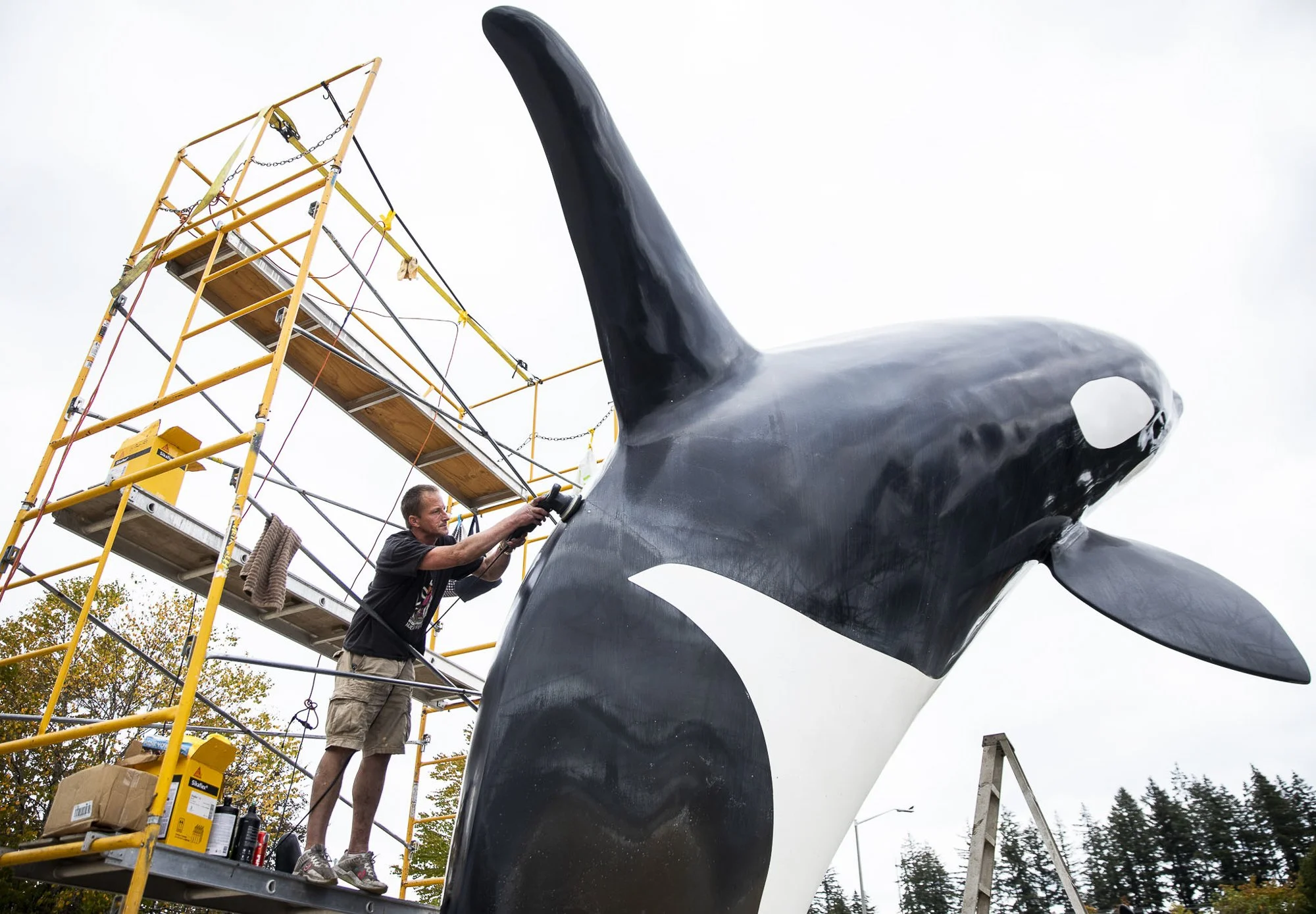  Dana Foy, of AAA Super Clean, buffs a life-size orca fixture in one of the Tulalip Resort and Casino fountains for it’s annual cleaning on Thursday, Sept. 22, 2022 in Tulalip, Washington. (Olivia Vanni / The Herald) 