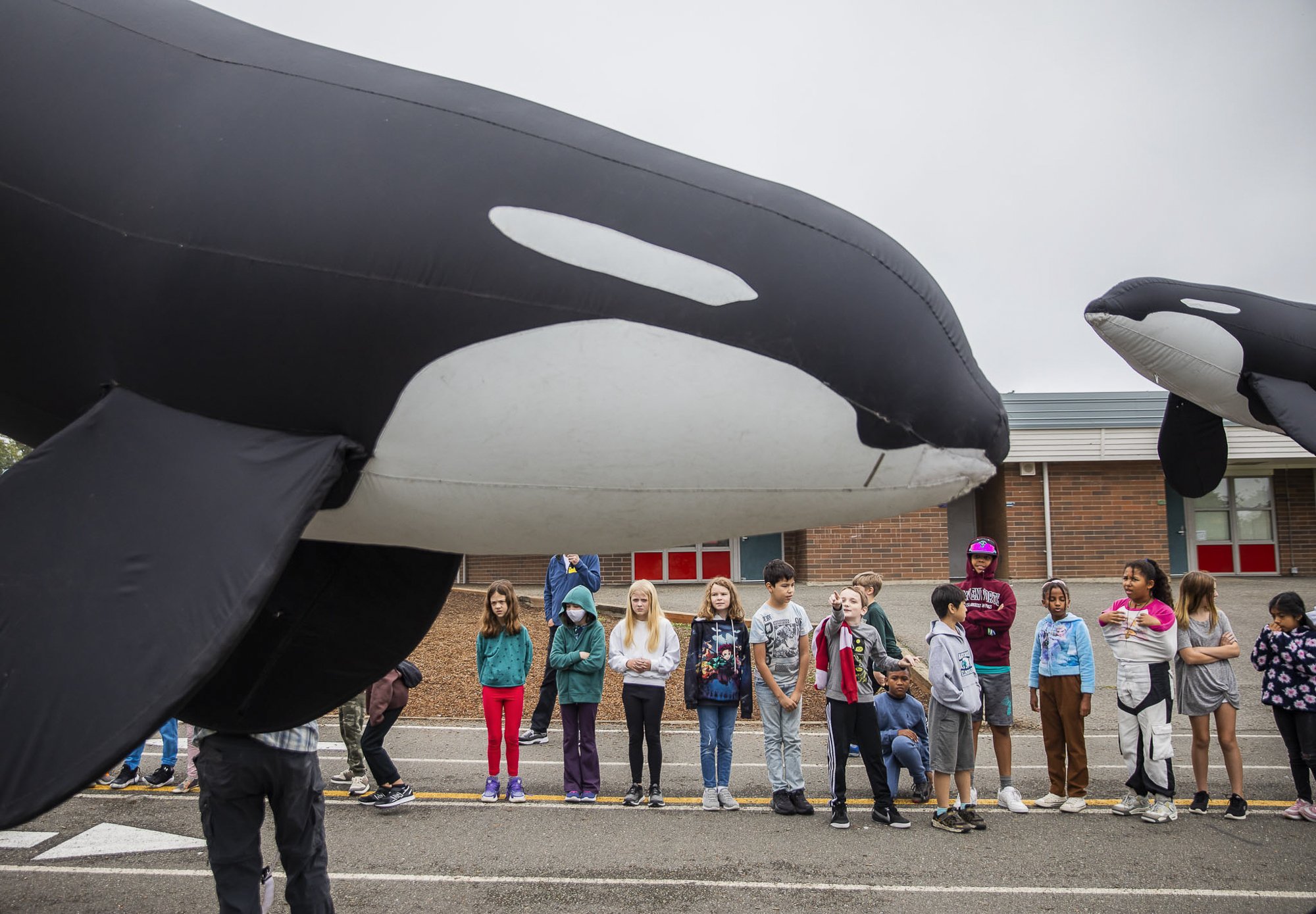  Fourth and fifth graders from Hazelwood Elementary School participate in an orca parade to celebrate ‘Orca Fest’ at their school on Thursday, Oct. 12, 2023 in Lynnwood, Washington. The orca parade was one of several sea-related activities this week 