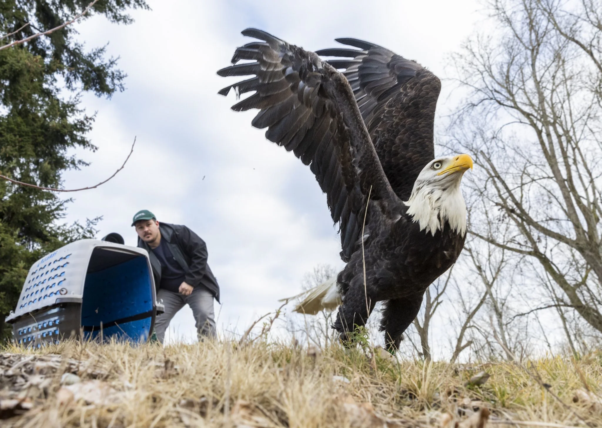  PAWS Wildlife Naturalist Anthony Denice releases a rehabilitated male bald eagle at Lake Ballinger on Tuesday, Feb. 4, 2025 in Mountlake Terrace, Washington. (Olivia Vanni / The Herald) 