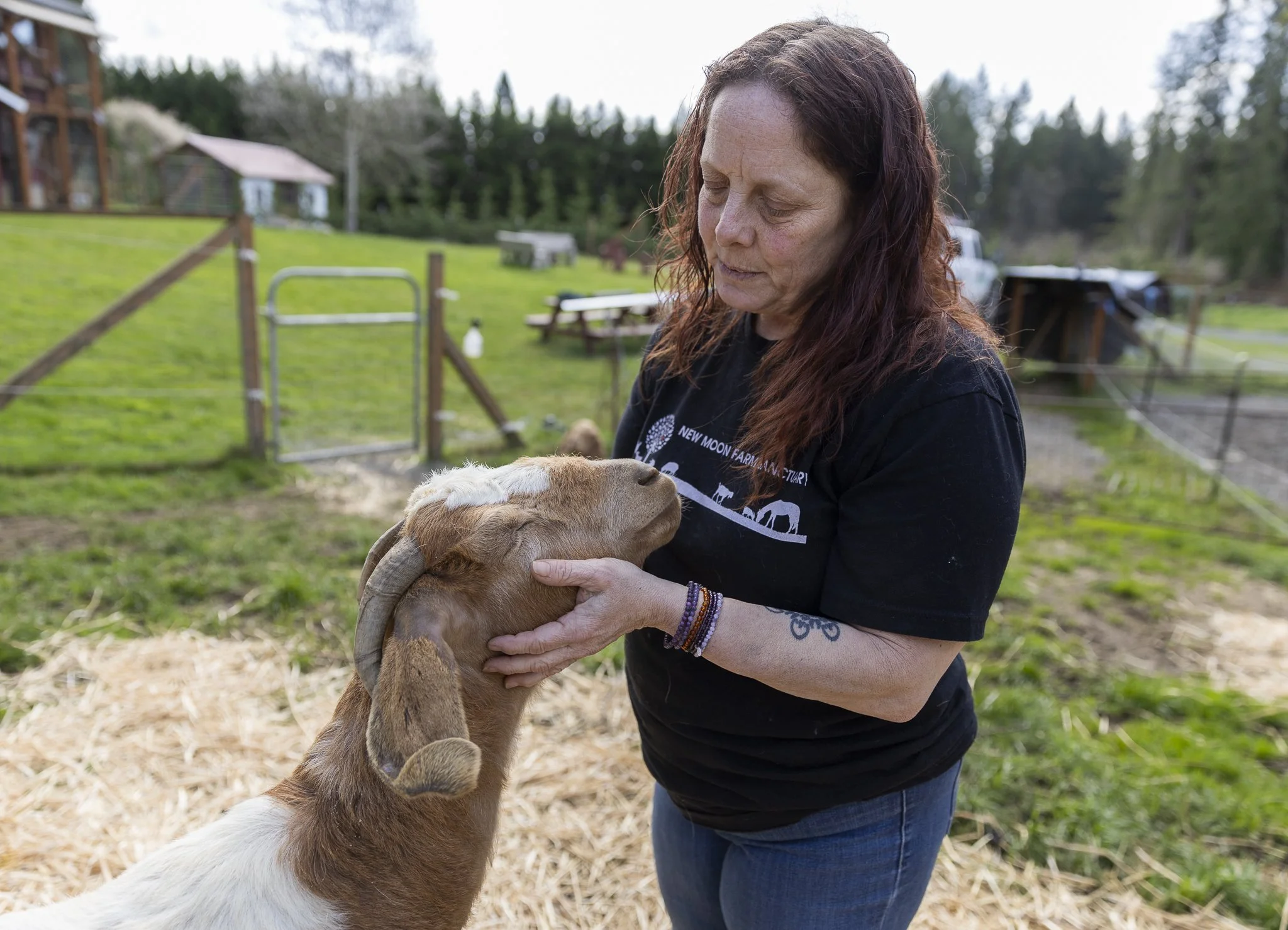  Clara Bow-er, a boer goat that was a part of a larger rescue from Yelm, closes her eyes as Ellen Felsenthal, founder and director of New Moon Farm Sanctuary, scratches her cheeks on Thursday, April 3, 2025 in Arlington, Washington.&nbsp;In mid-Febru