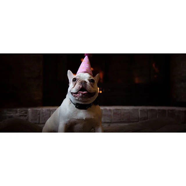 It&rsquo;s this cute pups birthday so I did a birthday photo shoot for her! Hazel is one year old today!
&bull;
&bull;
&bull;
&bull;
#Photo #Photography #Dog #Frenchie #FrenchBulldog #Birthday #Camera #Canon #Art #Puppy #Doggo #Cute #Adorable #Pup #P