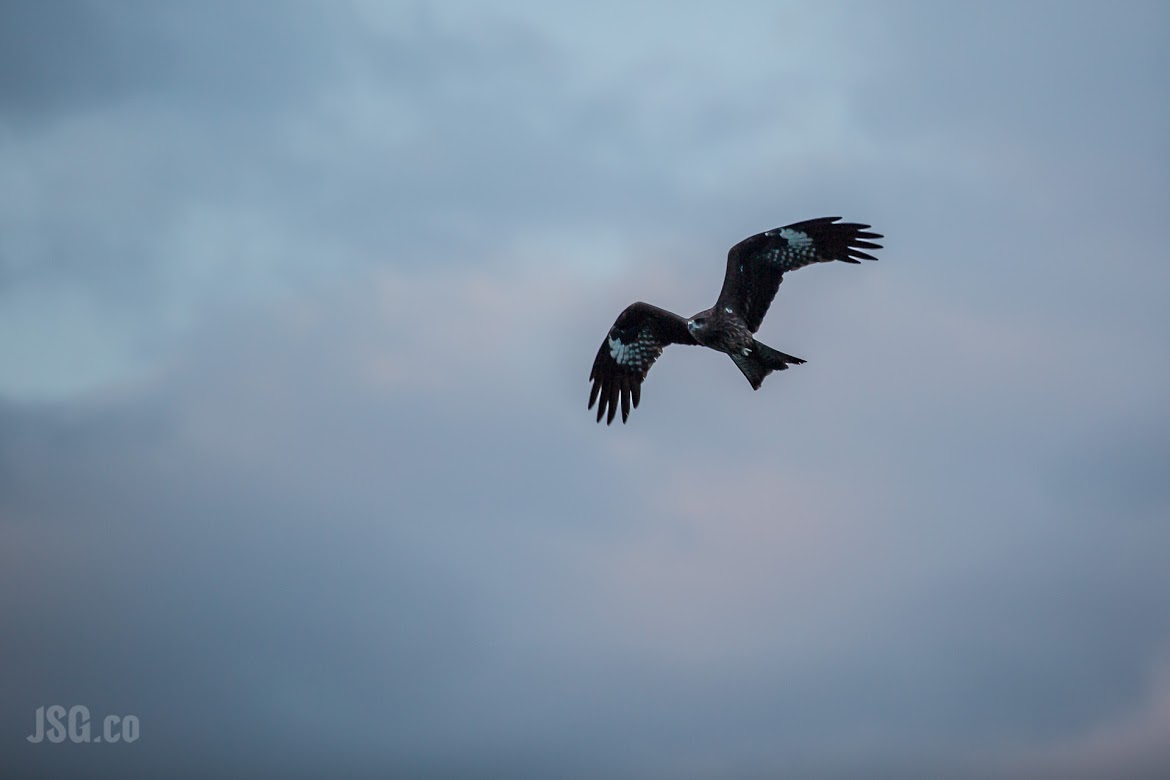 A hawk high up in Halong Bay. 