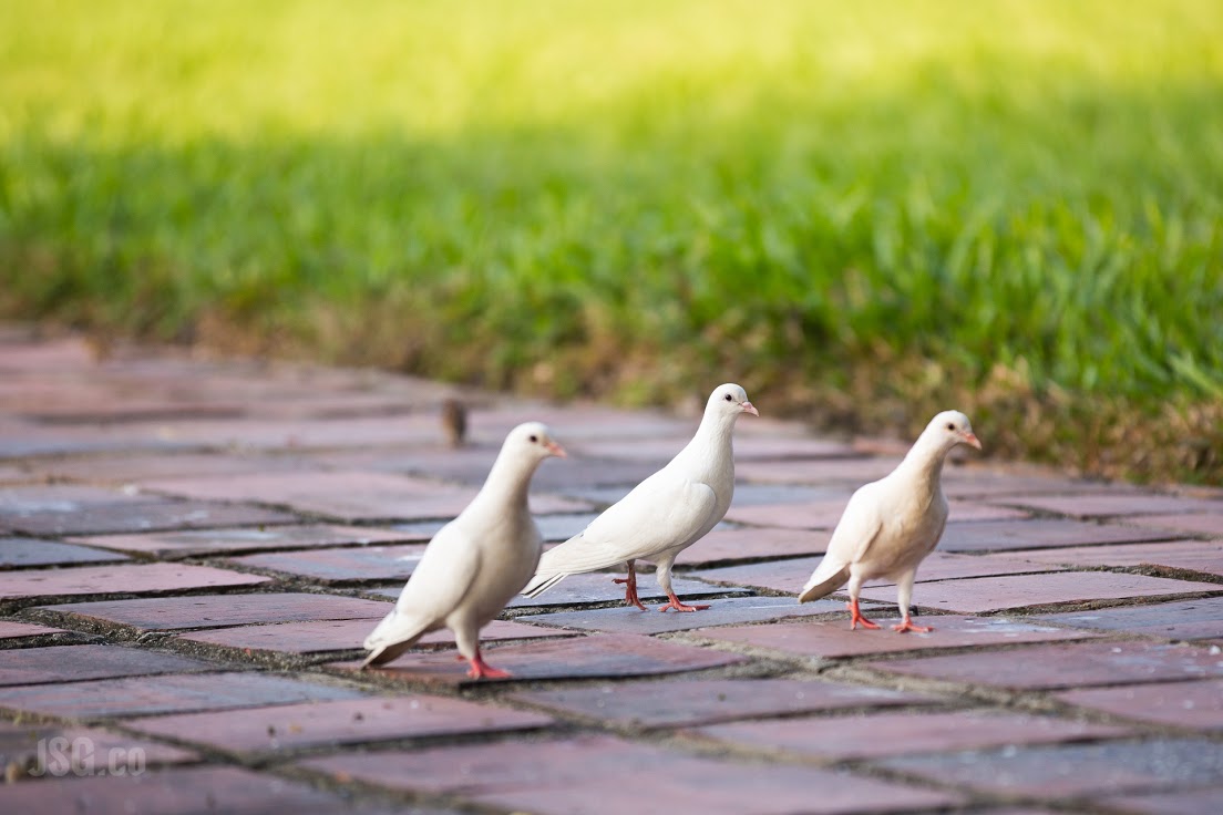 A pigeon promenade on temple grounds. 