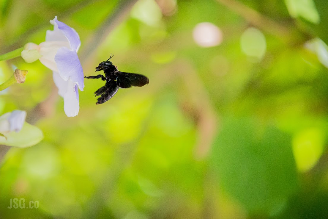 A rare bee comes in for a landing.