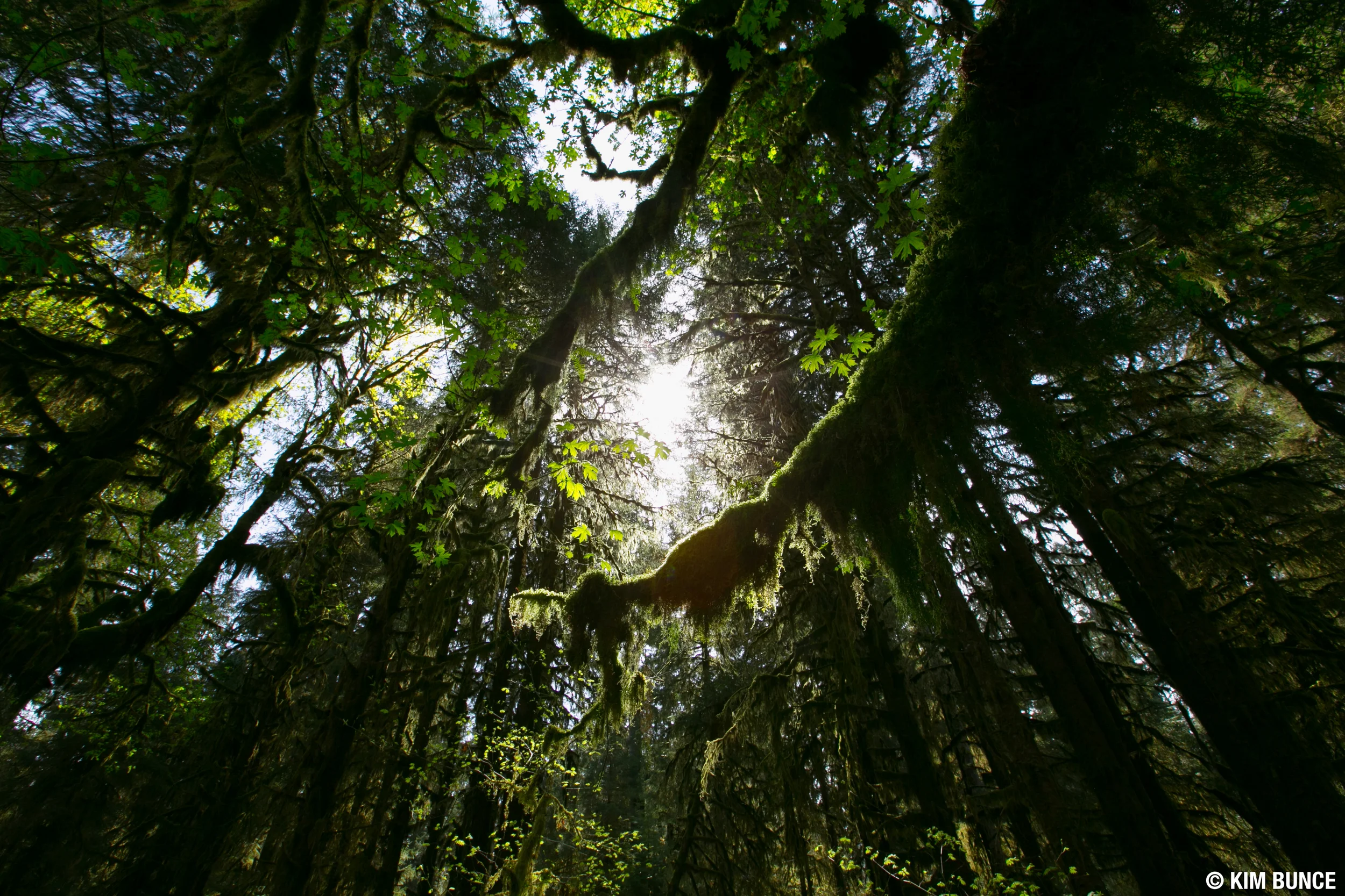 Olympic National Park - 2016