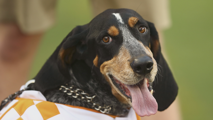 WBIR captures Smokey on 65th birthday