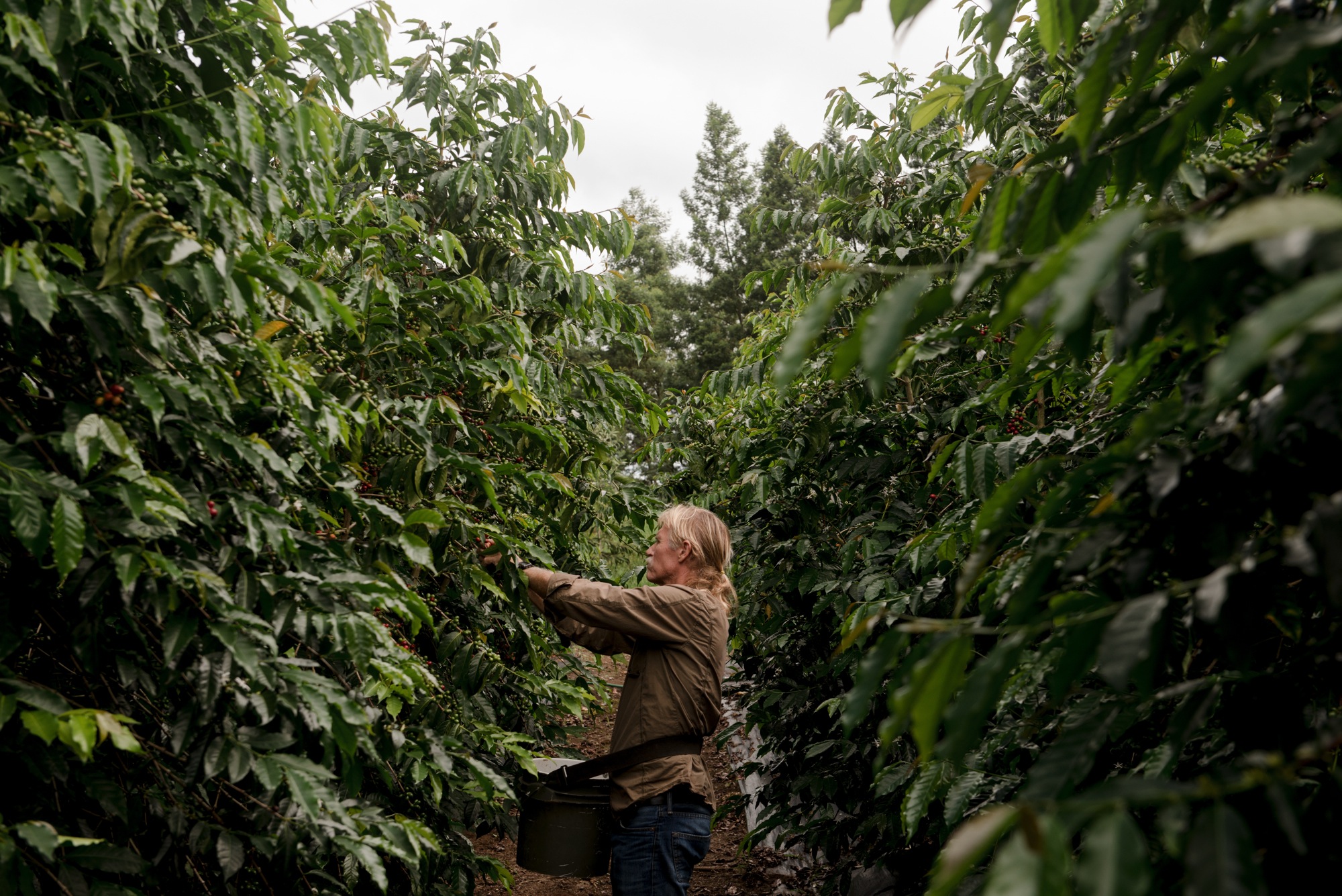 Erik Andersen of Maui Estate Coffee Harvesting Coffee