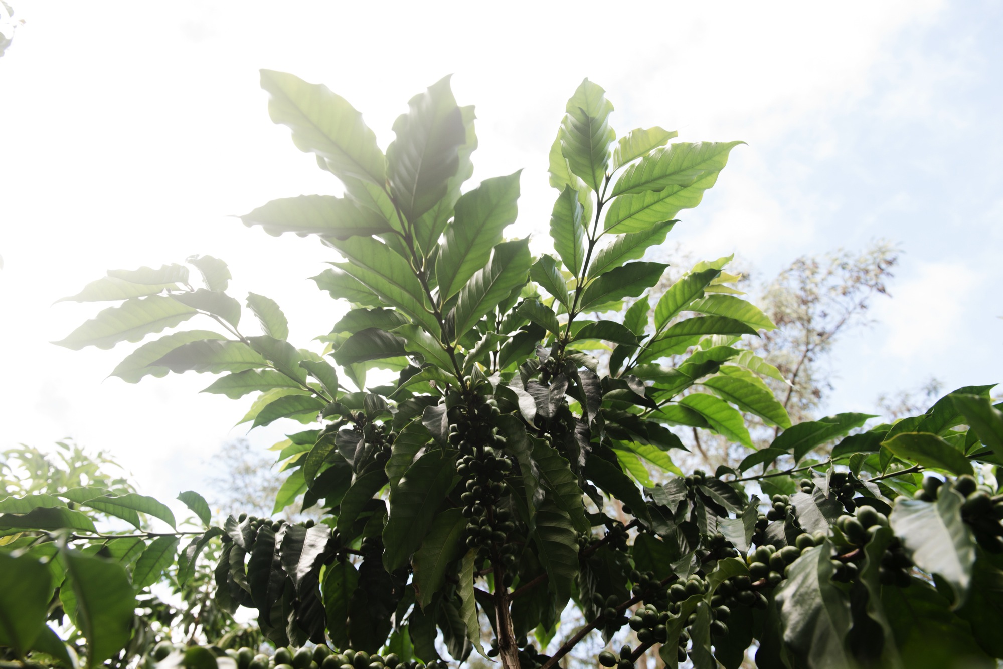 Coffee Plants on the farm at Maui Estate Coffee