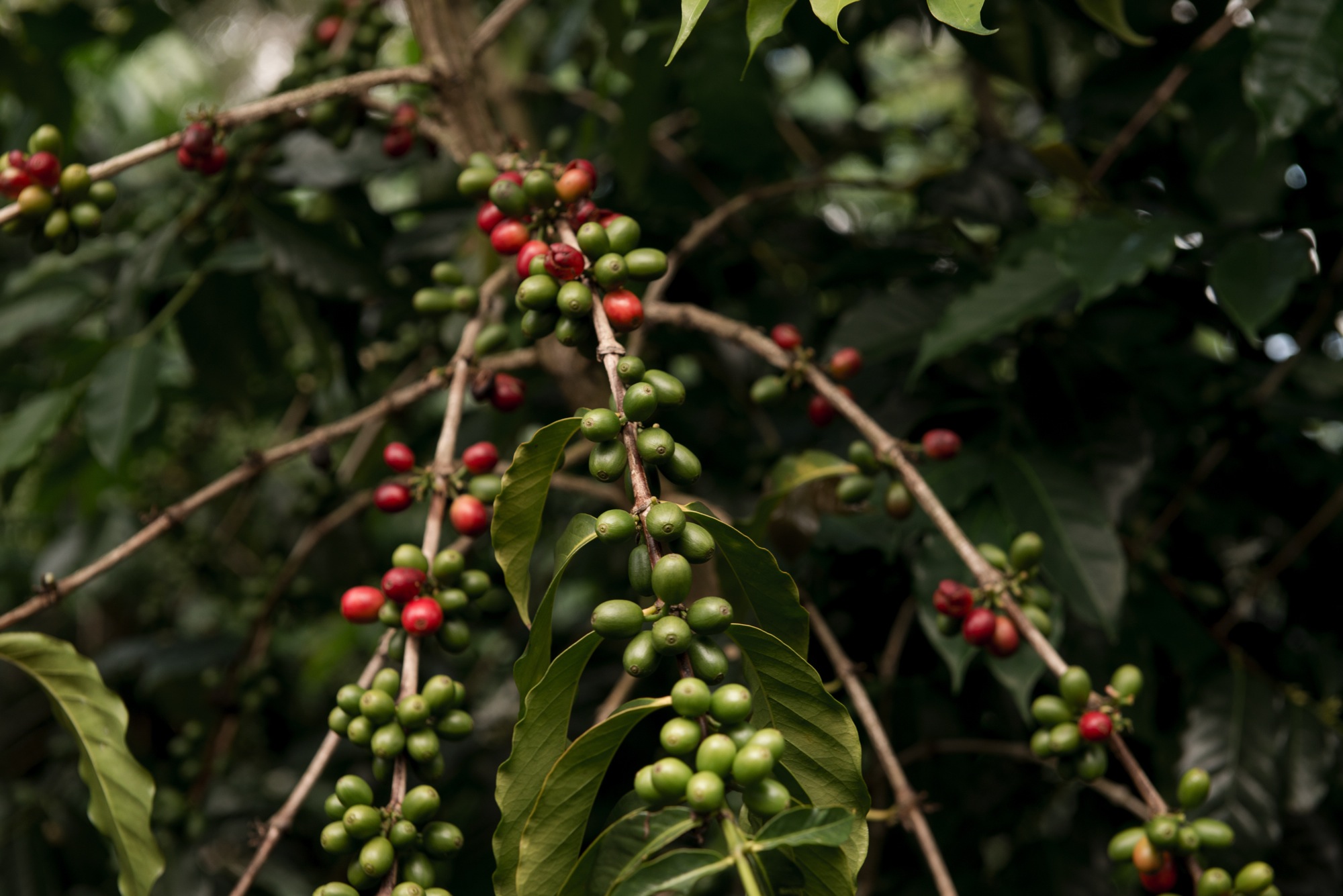 Coffee Plants Maui Estate Coffee Red Beans