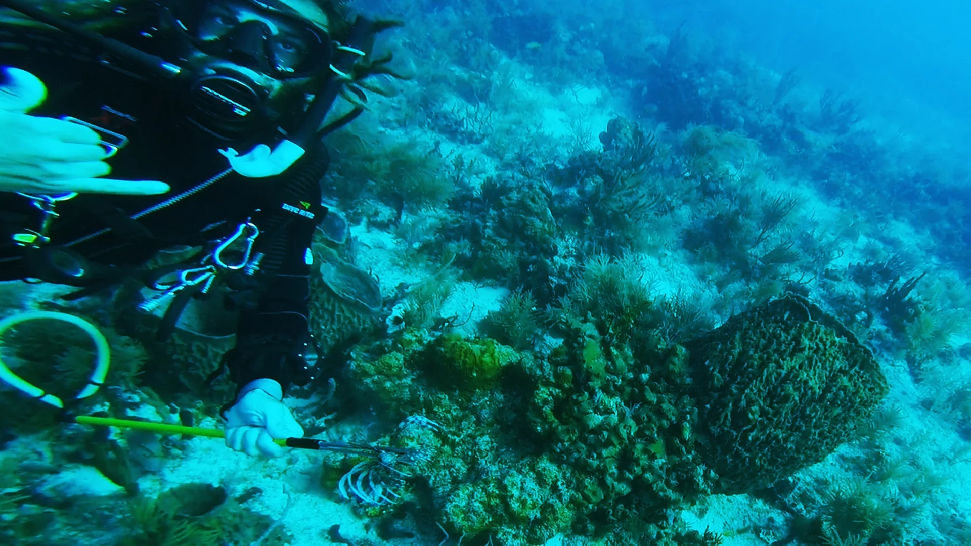 dive2 4.jpg