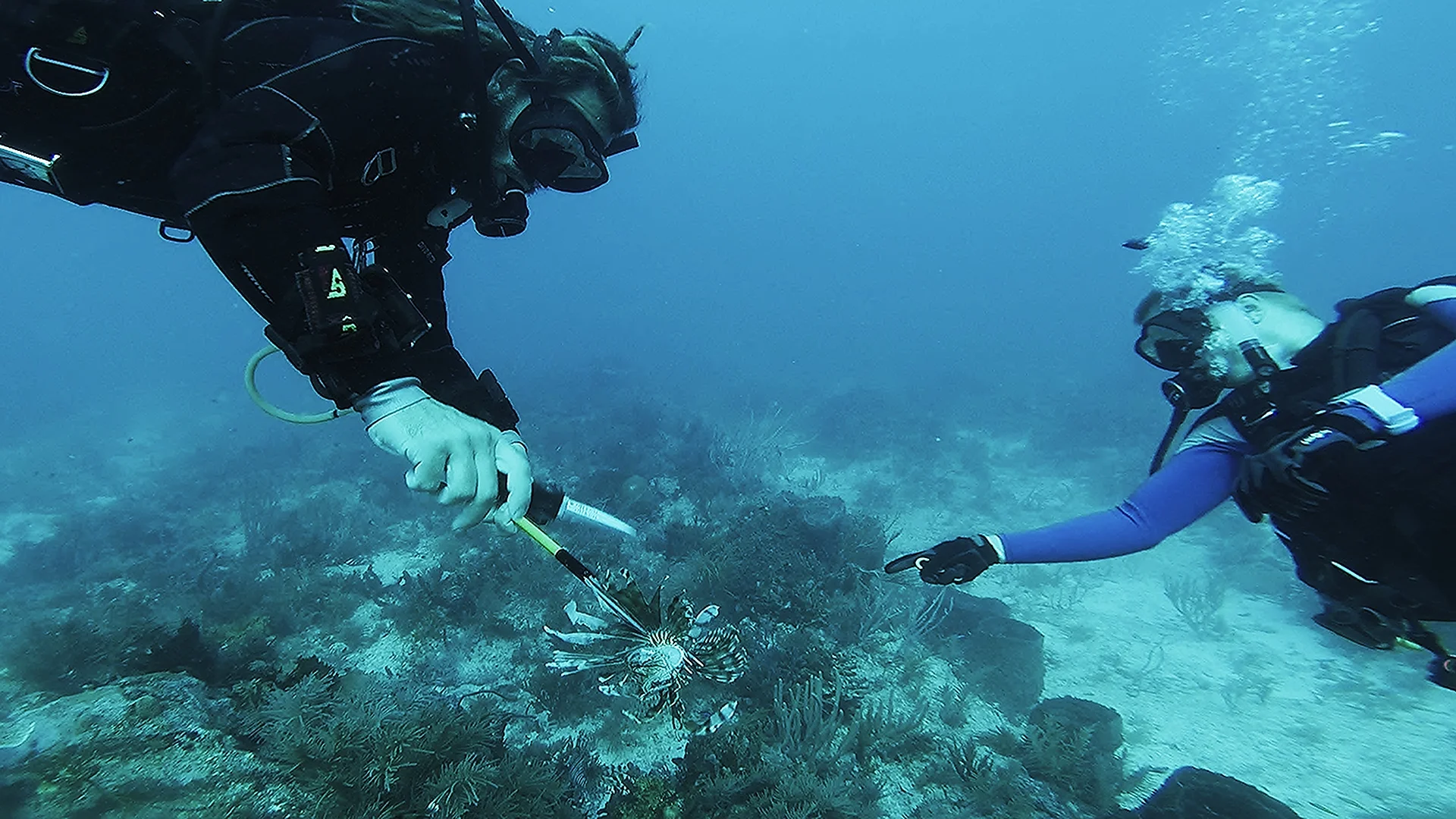 lionfish2.jpg