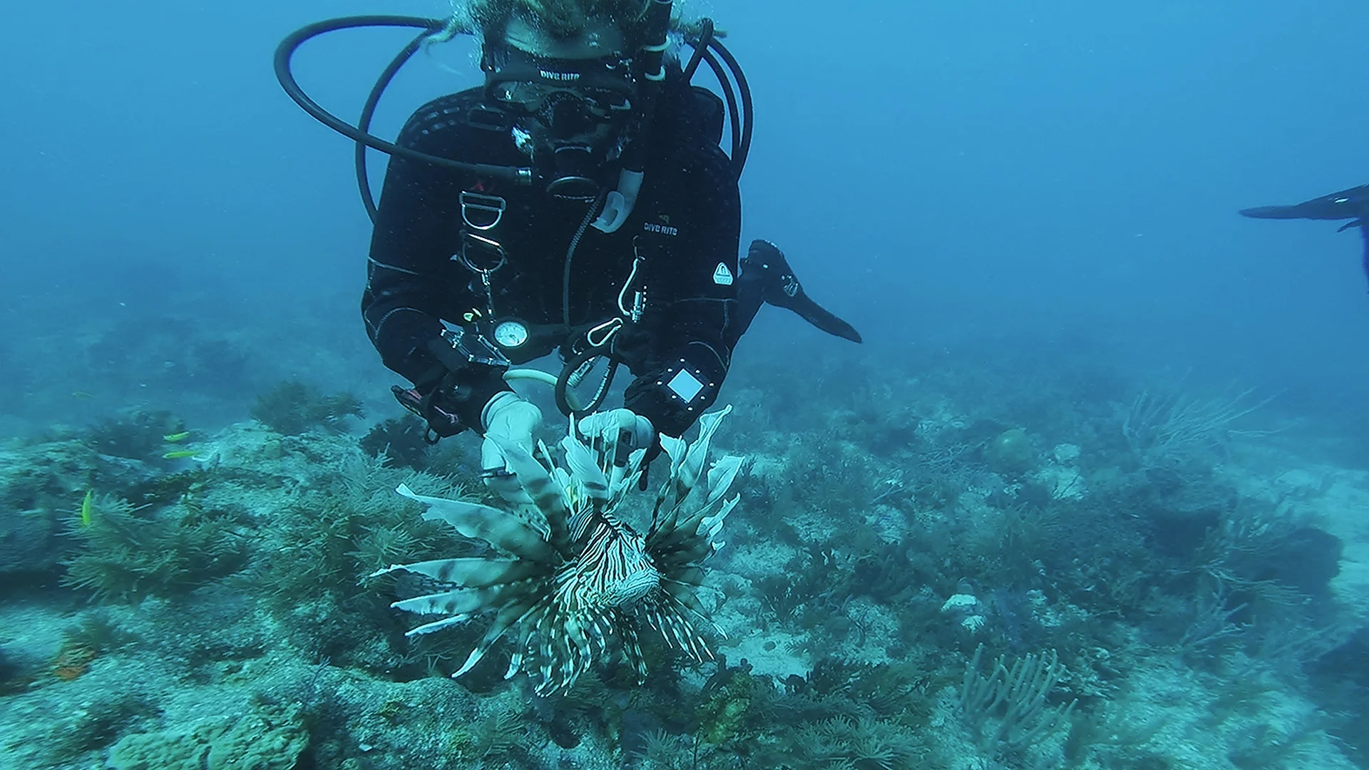 lionfish5.jpg