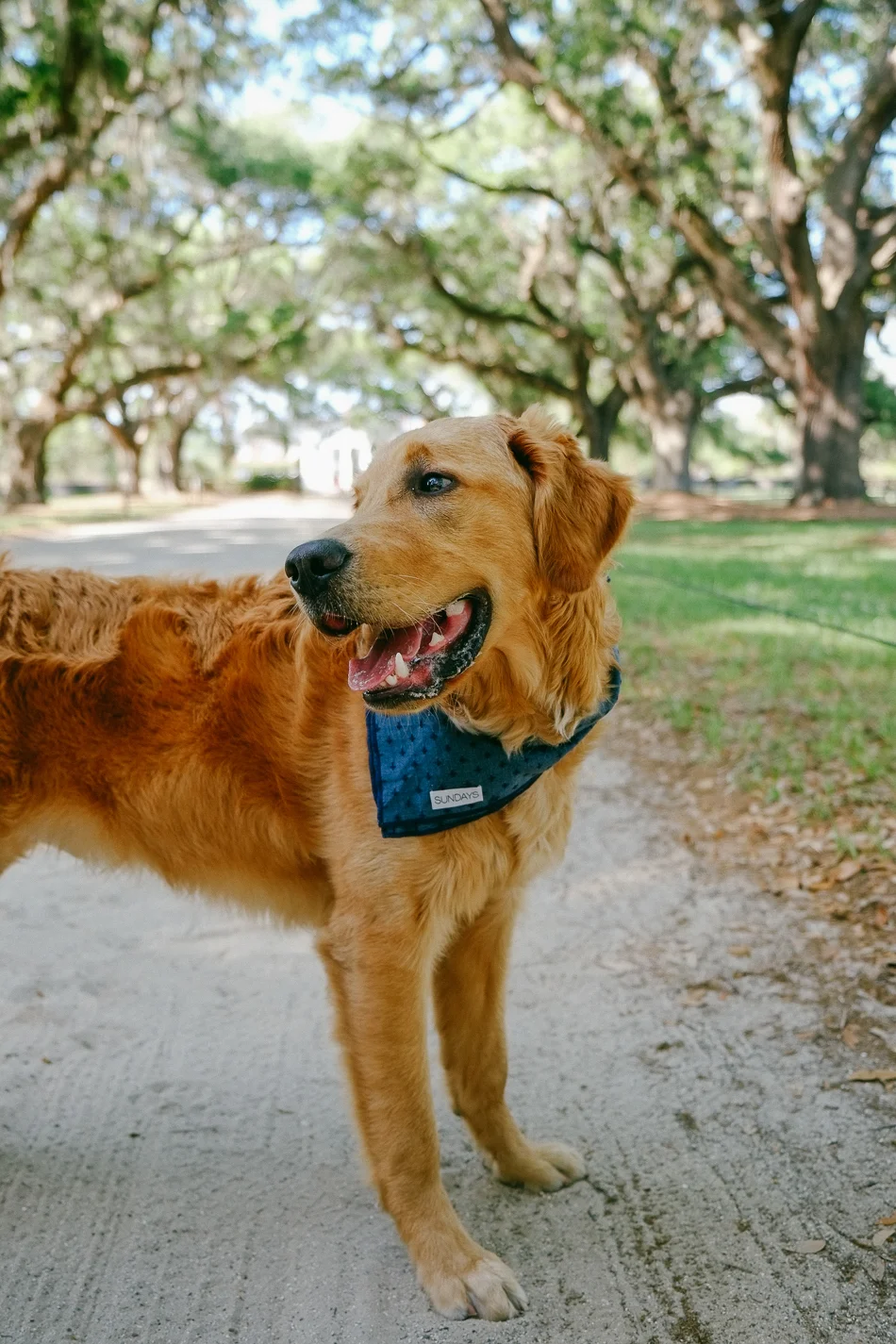 SUNDAYS The Indigo Dog Bandana