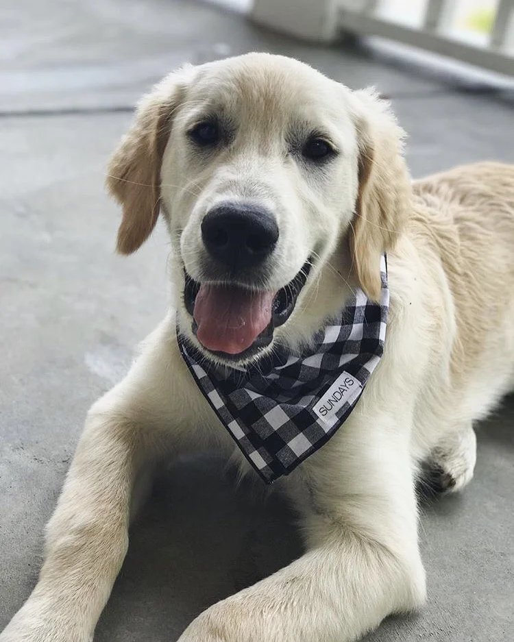 black and white dog bandana
