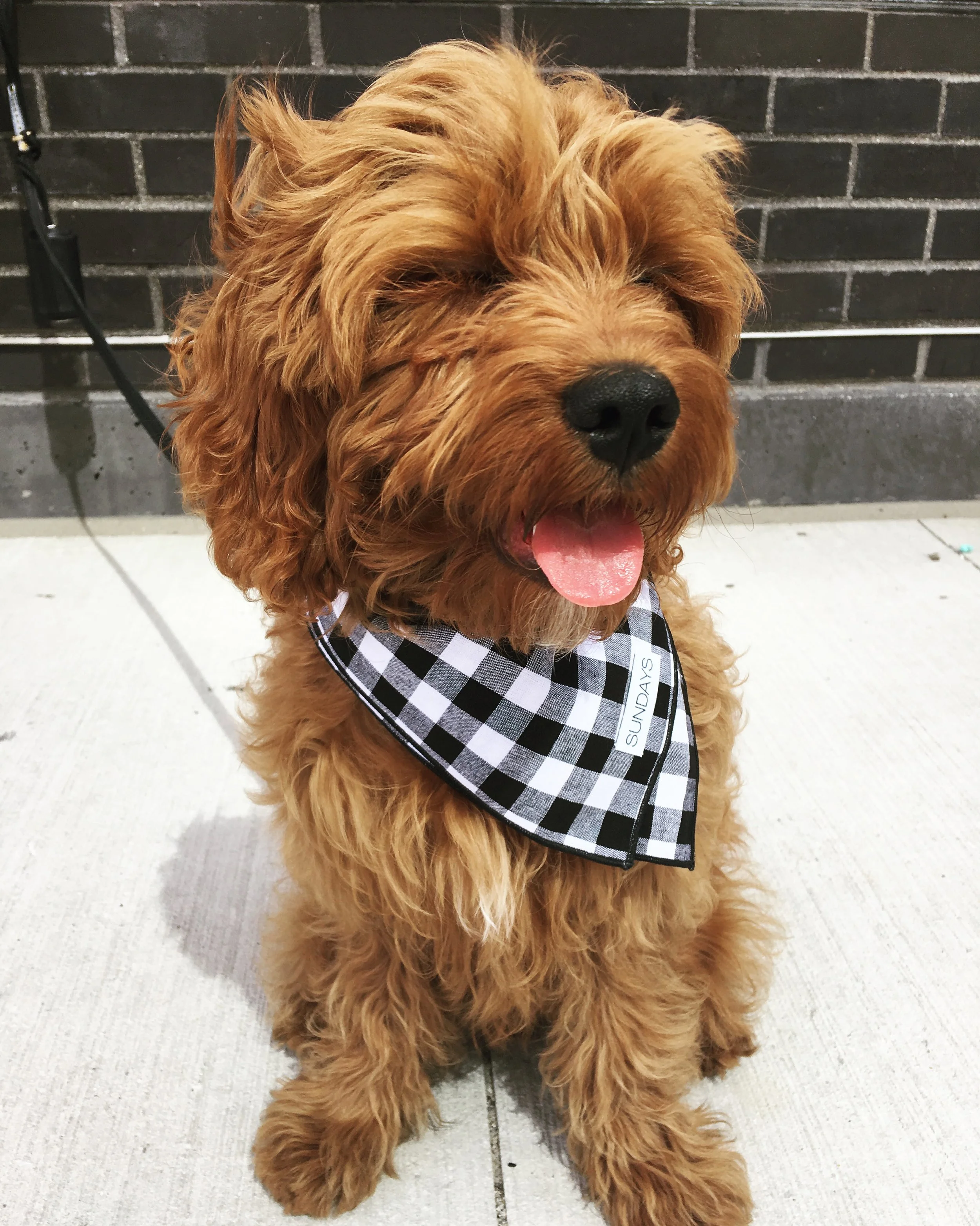 gingham dog bandana