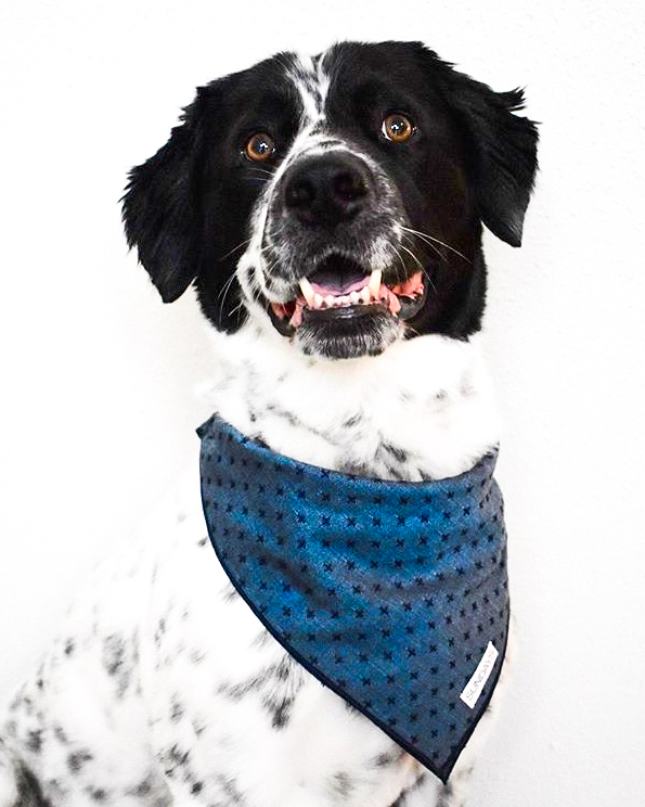 Dog_Bandana_Blue_Chambray_Indigo_SUNDAYS_Dapper_ Dan.jpg
