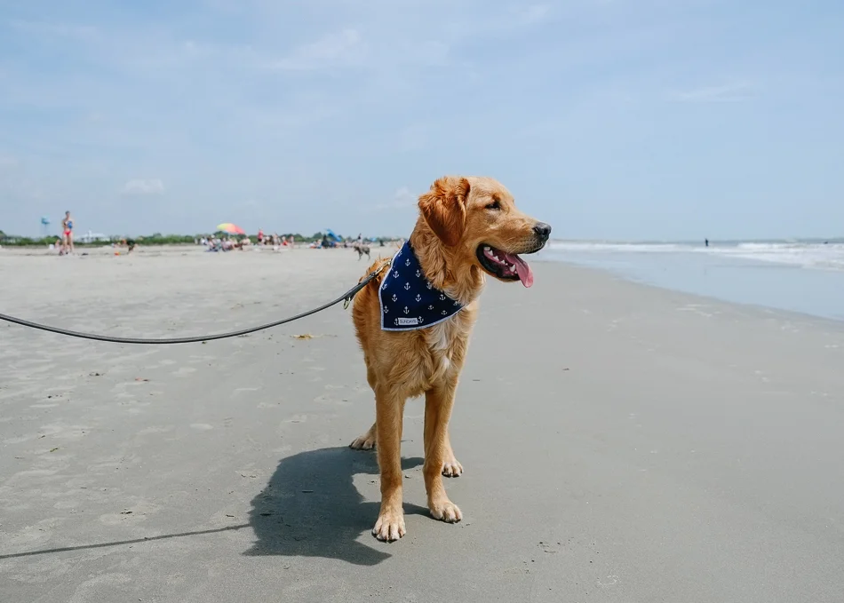 Dog_Bandana_Navy_Anchor_Print_SUNDAYS-7745.jpg