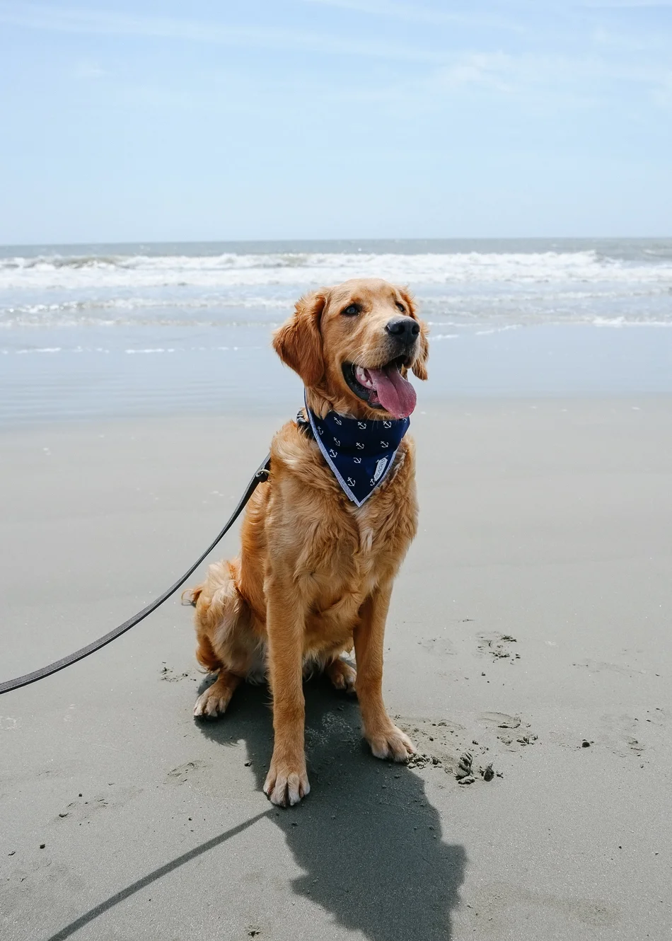Dog_Bandana_Navy_Anchor_Print_SUNDAYS-7737.jpg
