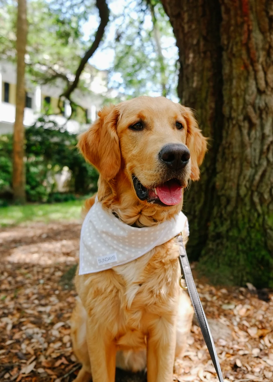 Dog_Bandana_Grey_Polka_Dot_SUNDAYS-7627.jpg